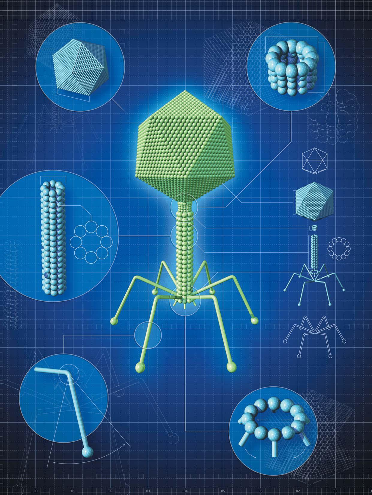 經過改造的病毒，將有助於生物學家了解如何製造出可靠的基因裝置。美國麻省理工學院的研究團隊，已改造出左圖名為T7的噬菌體基因組。影像來源／BRYAN CHRISTIE DESIGN