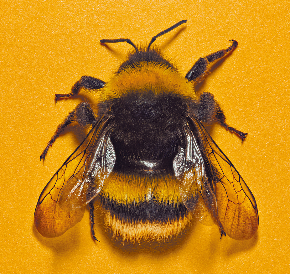 (Photograph by Levon Biss)