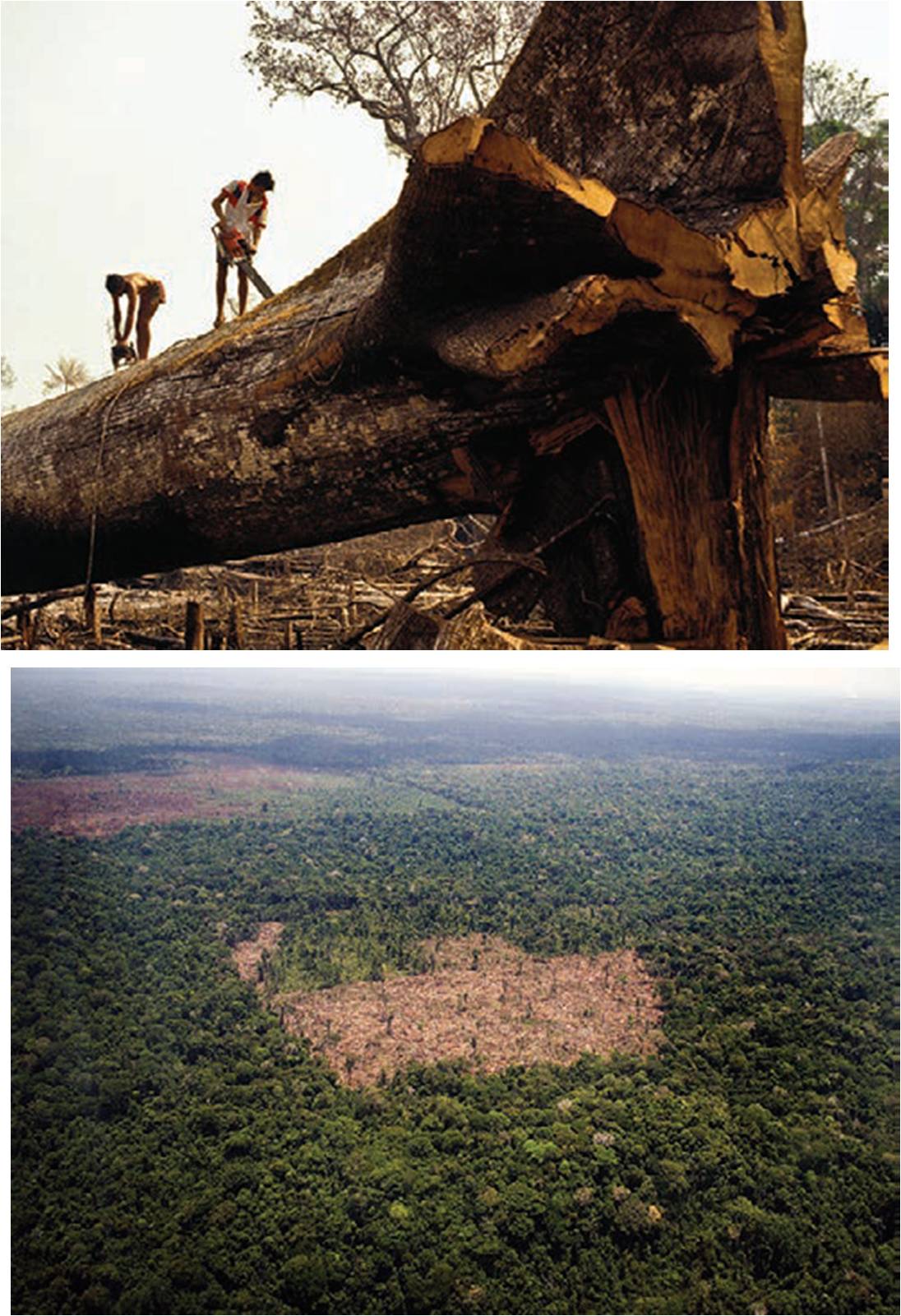 亞馬遜雨林危機再起｜科學人