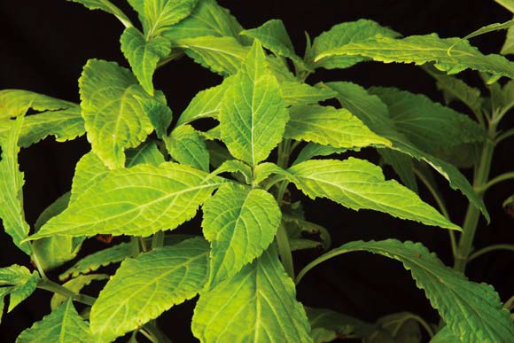 改變精神狀態：墨西哥傳統藥草Salvia divinorum內含有目前己知最強效的天然迷幻成份，科學家認為它可以治療多種情緒障礙，但也擔心法令規定可能阻礙相關的研究。<br>影像來源/ EDWARD KINSMAN Photo Researchers, Inc.