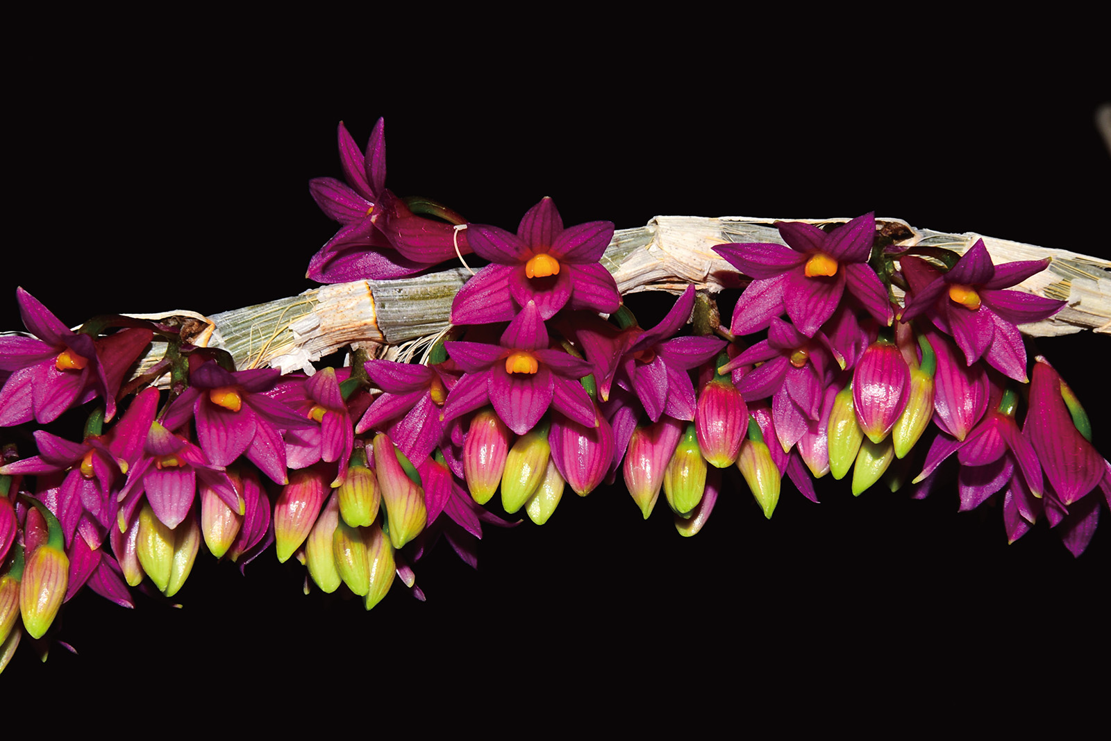 原生 種 蘭花 (99) 사진