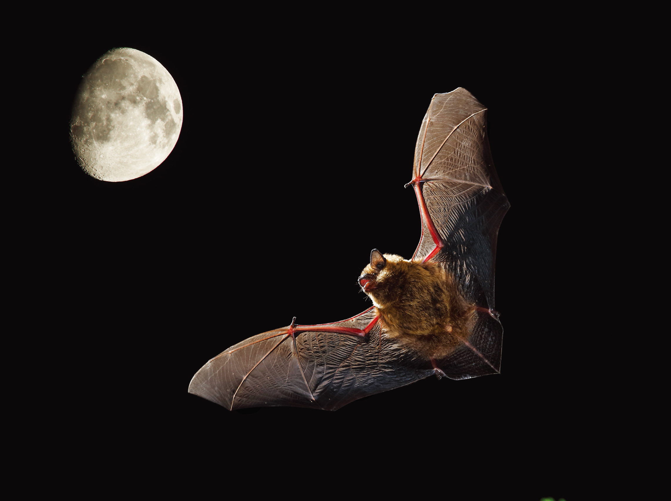 Serotine bat in flight (credit: Mario Cea Sanchez/VWPics/Science Source)