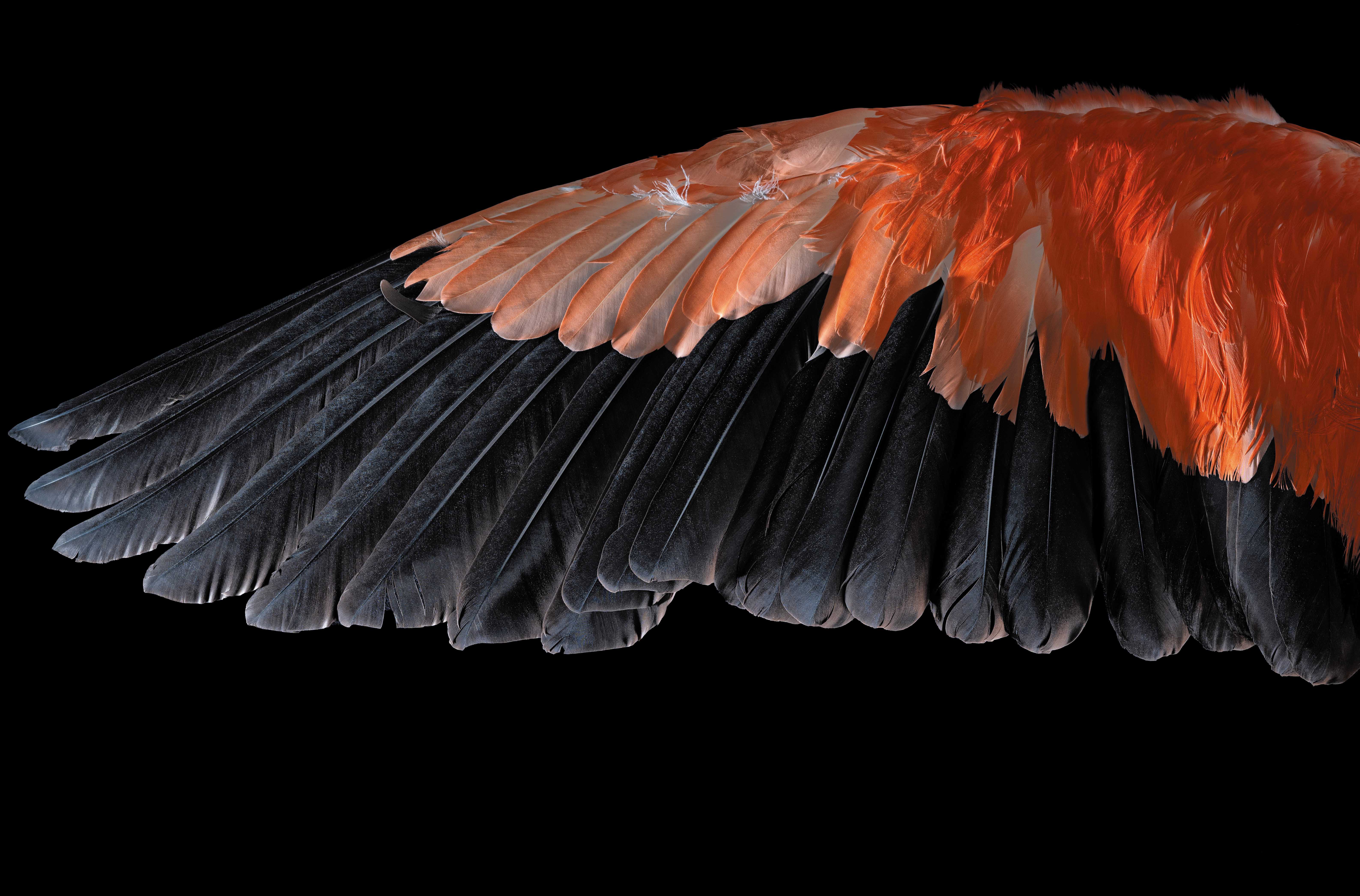 Feathers, such as those of the Lesser Flamingo shown here, are products of hundreds of millions of years of evolution. (Photograph by Robert Clark)