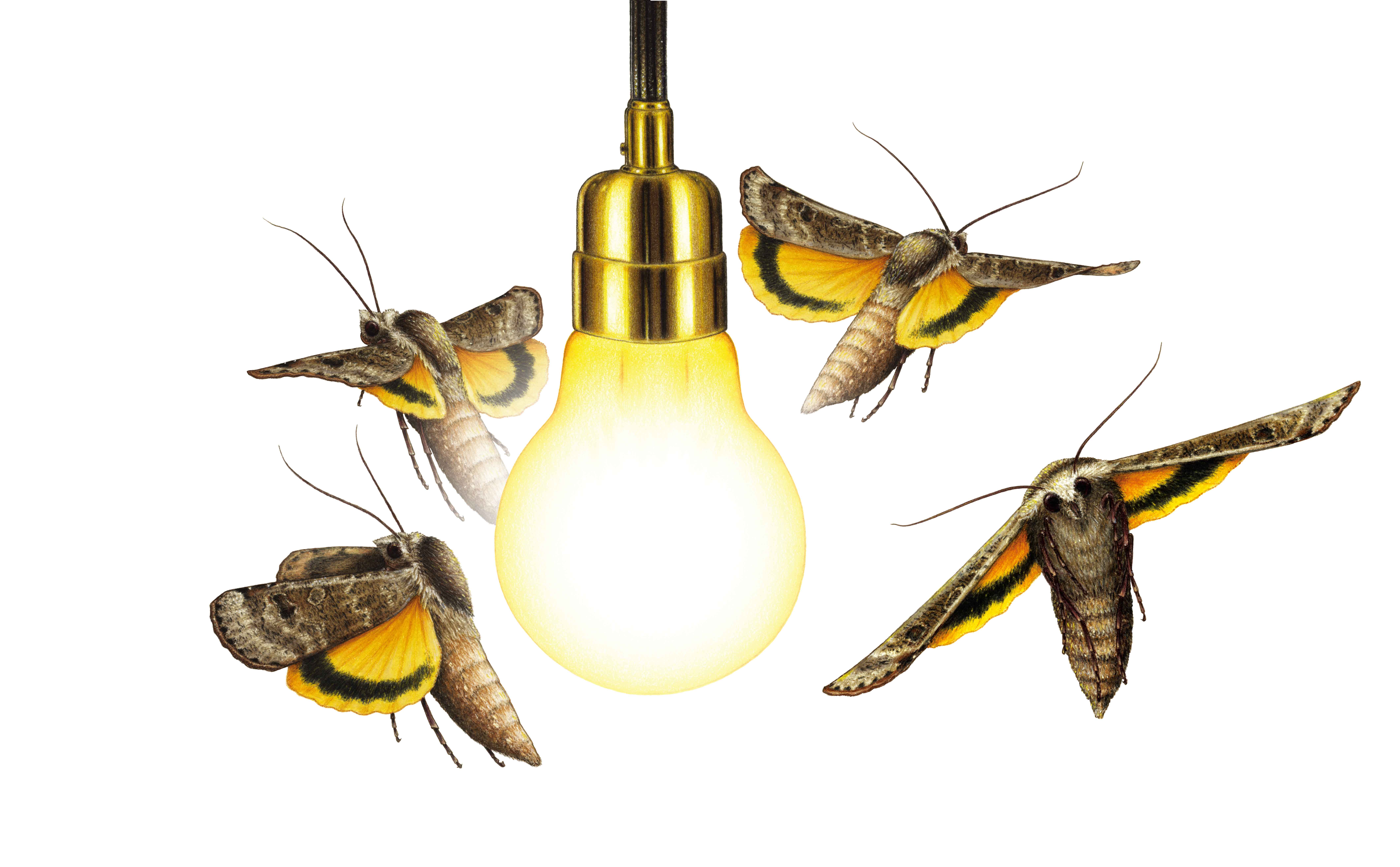 Large yellow underwing moth ( Noctua pronuba )--WITH THE SUN AT YOUR BACK: The tendency of insects to turn their backs toward the light is called the dorsal light response. Bigger animals such as humans can tell up from down based on the pull of gravity sensed directly by the inner ear, among other inputs. Insects’ minute sensory organs and their rapid aerial accelerations prevent a moth or a wasp from distinguishing immediately above from below. As a result, they use the sky’s brightness as a constant that allows them to self-orient by pointing their backs to the heavens—or at least they did before the arrival of human civilizations that always keep the lights on.(Graphic by Immy Smith)