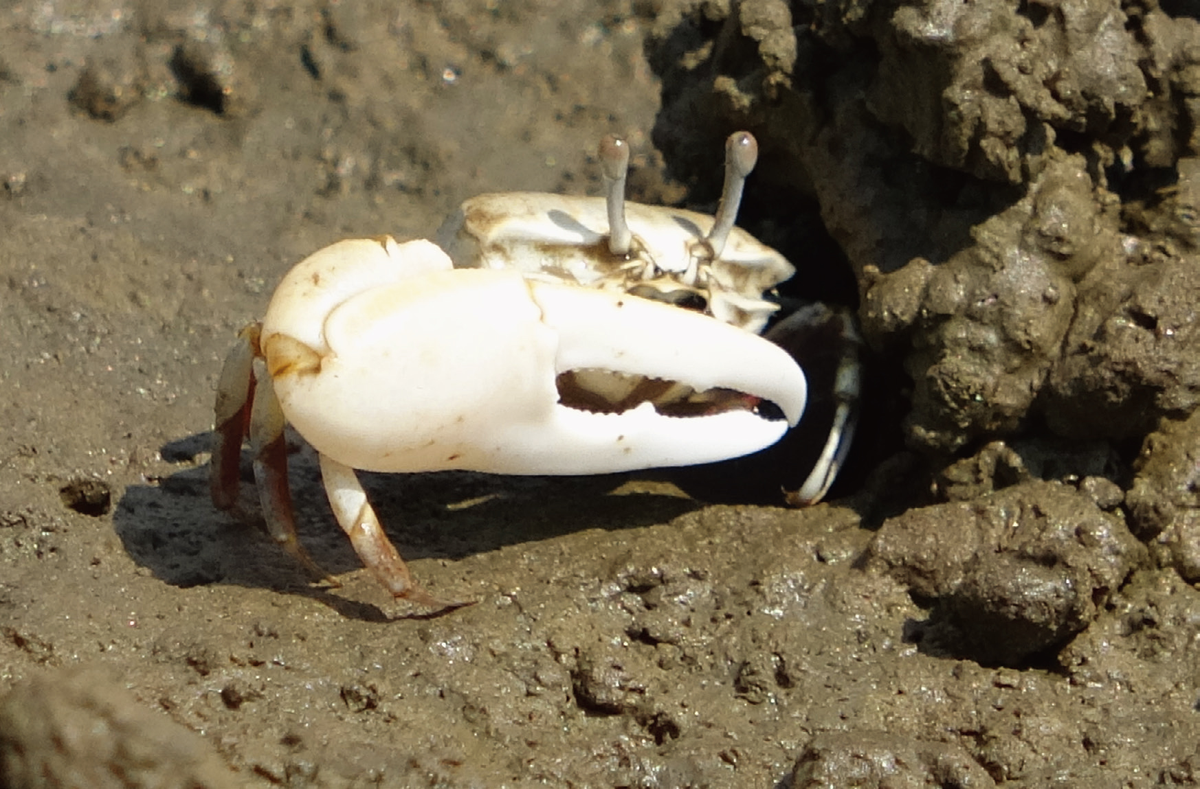 大造聲勢：在棲息的洞穴附近活動的招潮蟹。｜來源：Minju Kim