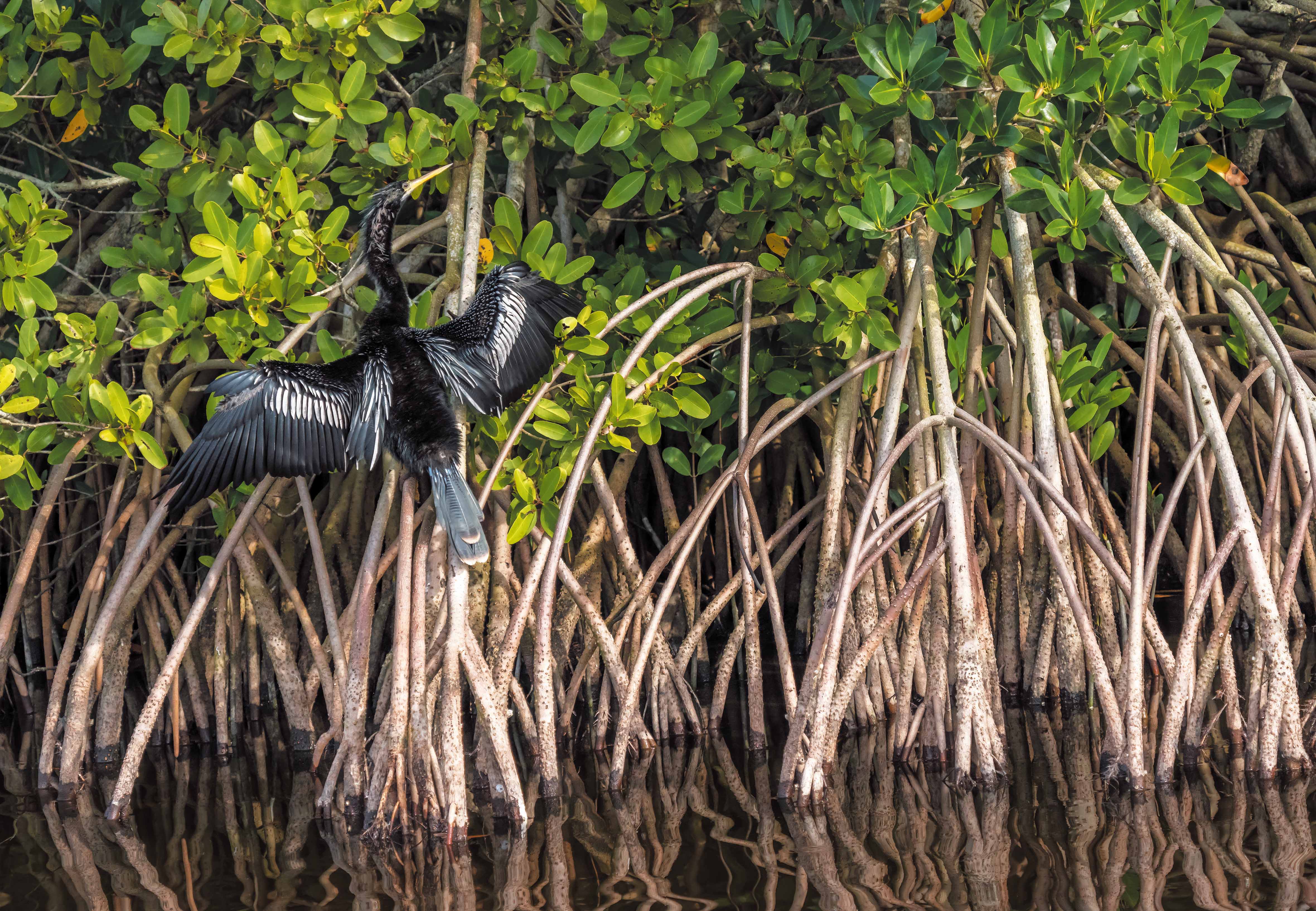 Mangroves along ocean shorelines prevent coastal erosion, sequester large amounts of carbon and provide valuable habitat for fish and birds, such as this anhinga, or “devil bird.”( Photographs by Peter Essick)