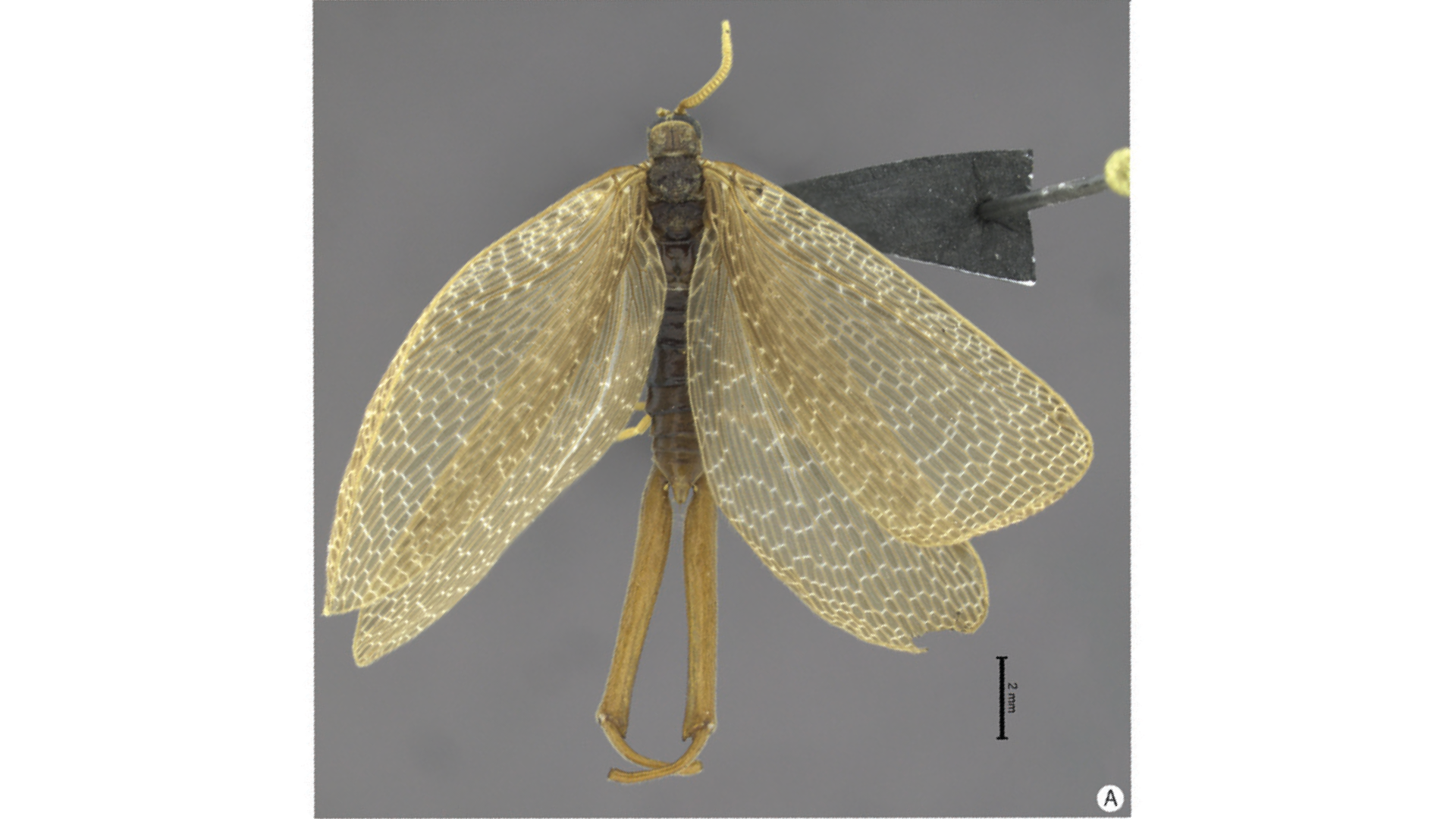 影像來源：FROM "NEW CONTINENTAL RECORD AND NEW SPECIES OF AUSTROMEROPE (MECOPTERA, MEROPEIDAE) FROM BRAZIL." BY RENATO JOSE PIRES MACHADO, RICARDO KAWADA AND JOSÉ ALBERTINO RAFAEL, IN ZOOKEYS, VOL. 269; FEBRUARY 15, 2013