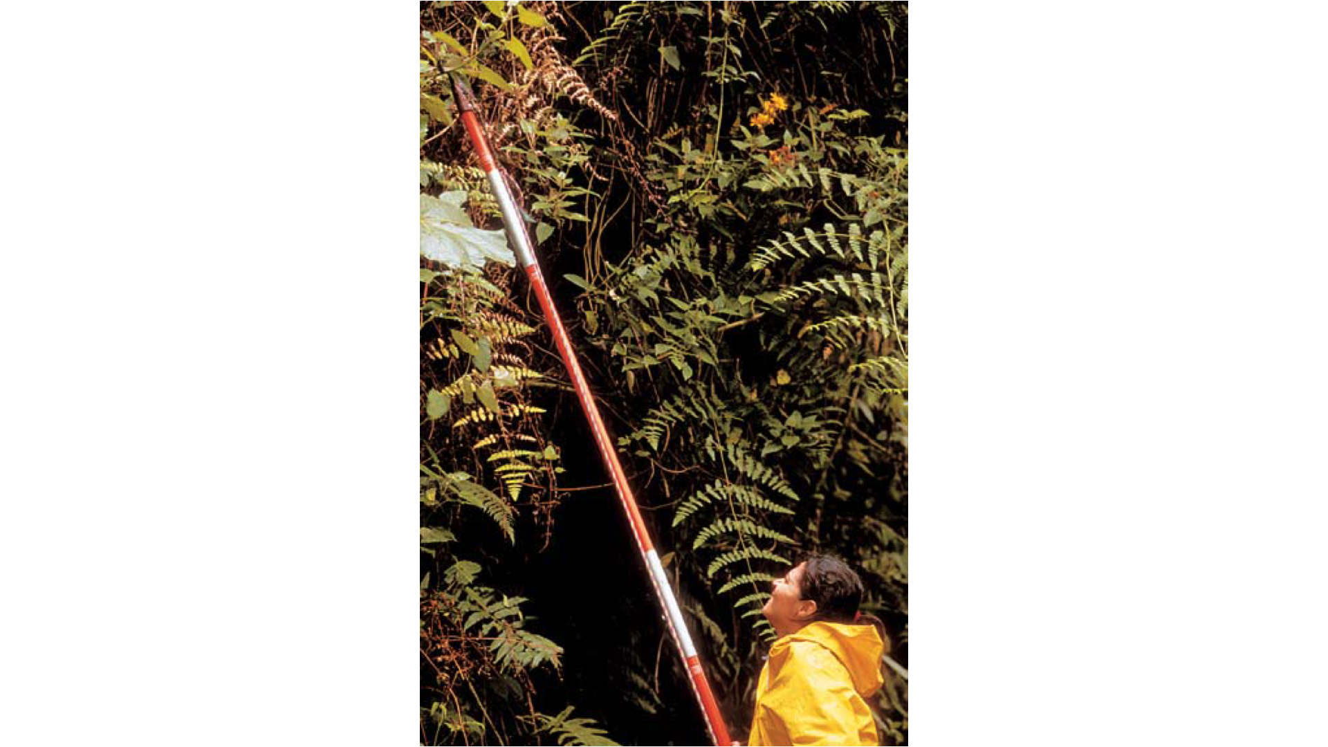 尋找可能的藥品：在巴拿馬的國家公園，一位當地植物學家正在尋找並蒐集植物樣本。 影像來源/ RAFA AIZPRUA