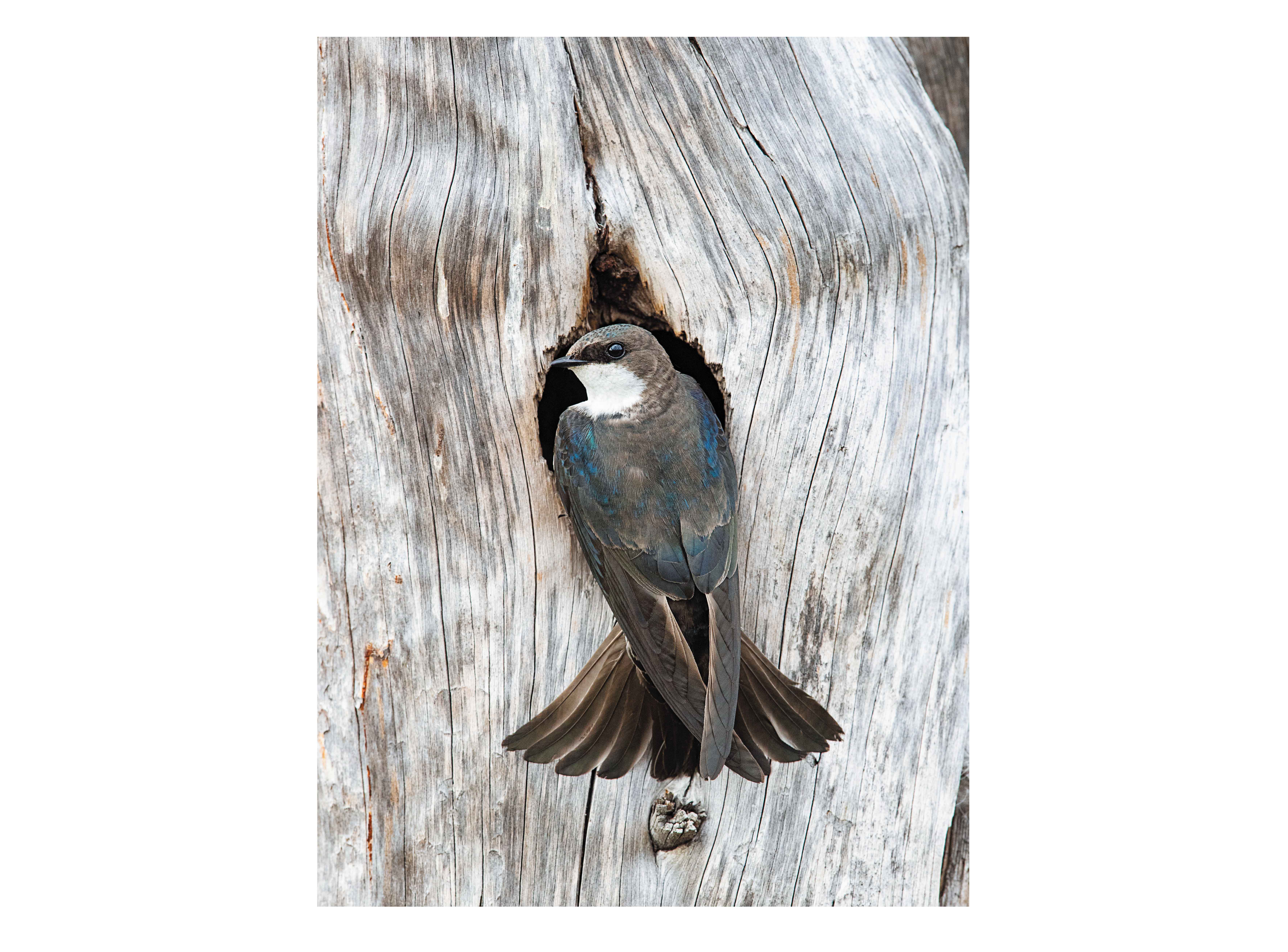 Tree Swallow (credit: Donald M. Jones/Minden Pictures)
