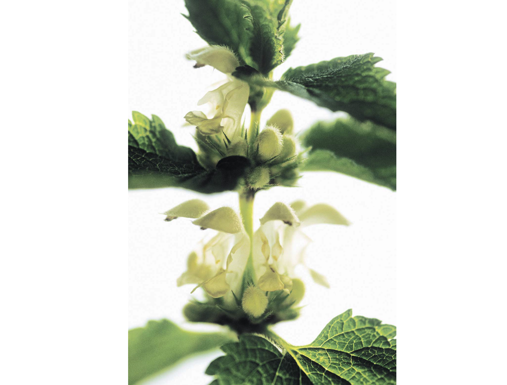 1990年代，在英匾牛津一帶，許多植物開花的時間比1954~90年的平均值要早得多。變化最劇烈的一種為白奪痲，首次開花的時間 已從過去的3月18日，提前到1月23日。(GUSTO/SPL/PHOTO RESEARCHERS, INC.)