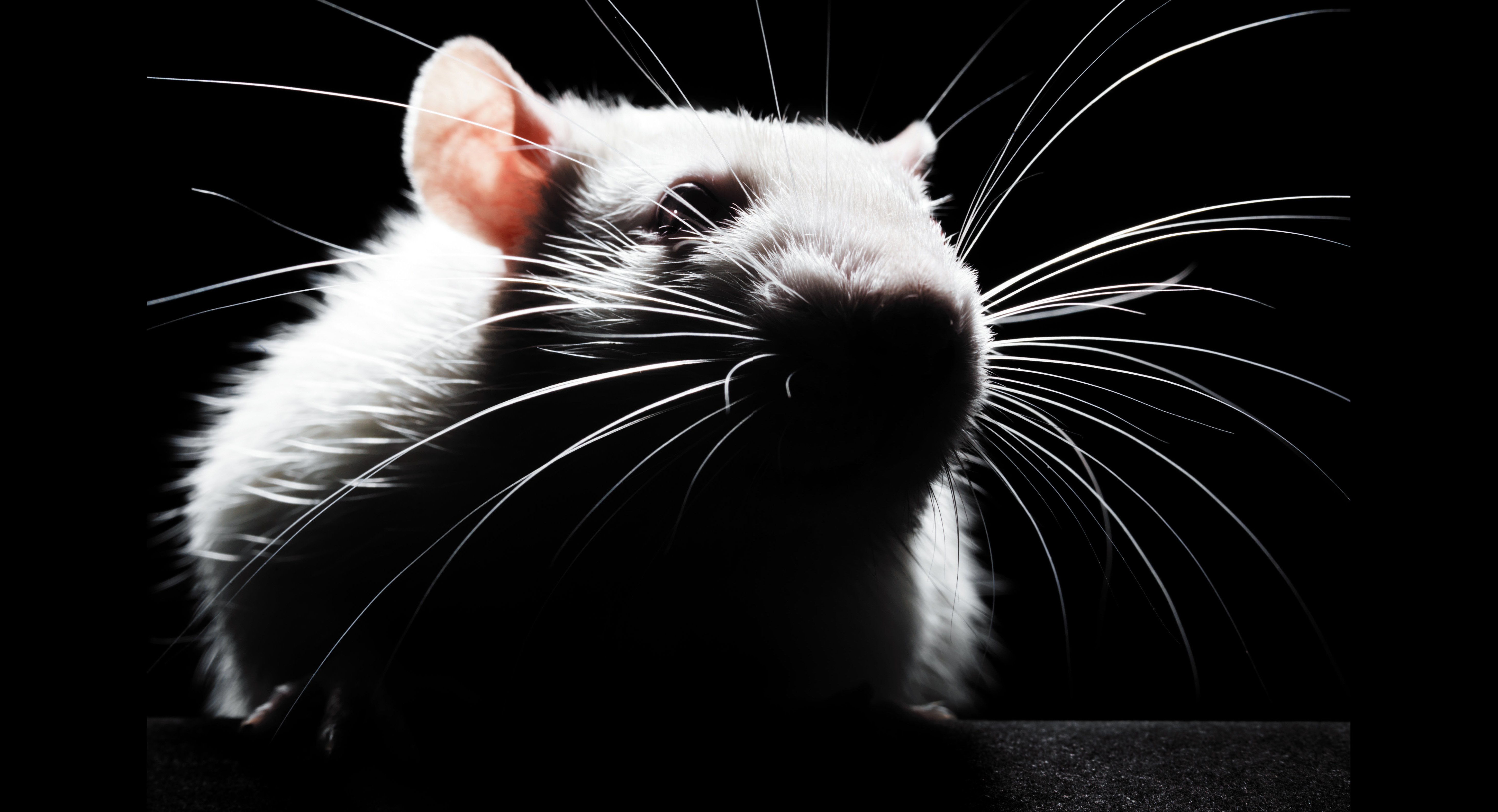 Millions of animals are used for research purposes every year, but their efficacy is increasingly limited. (credit:Henrik Sorensen/Getty Images)