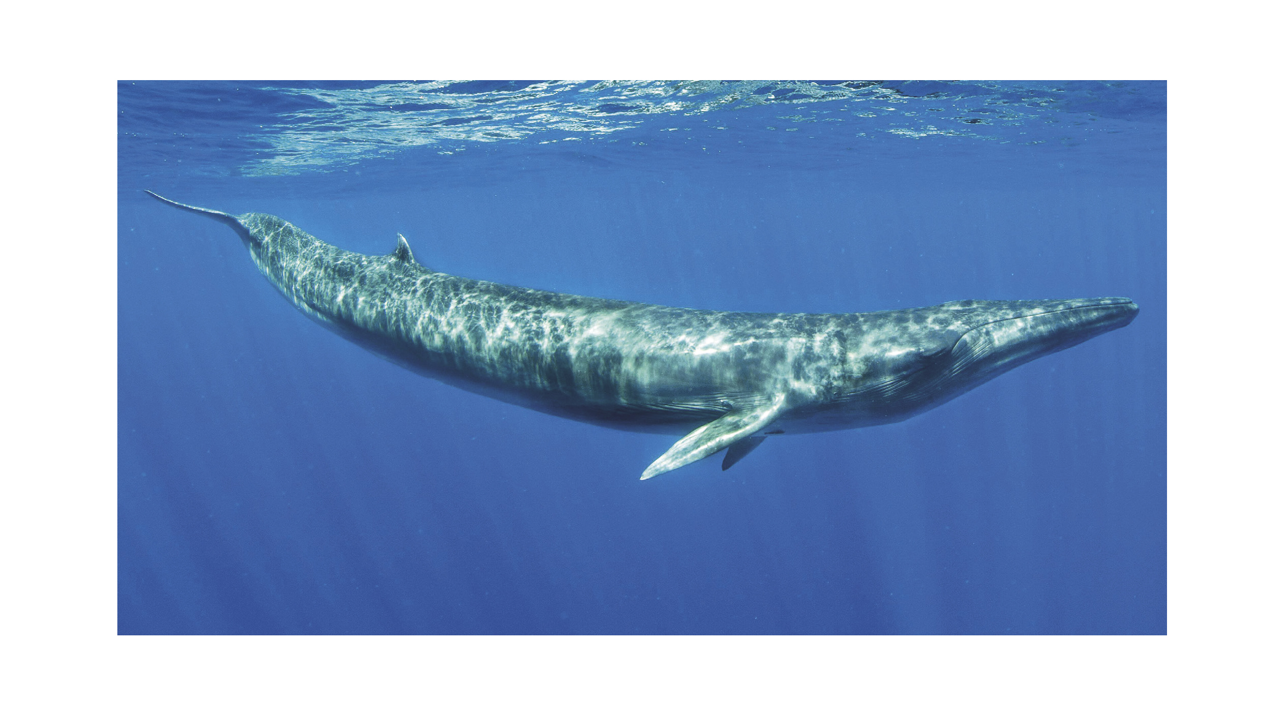 The elusive Bryde's whale produces an artificial-sounding "biotwang." (credit: Nature Picture Library/Alamy Stock Photo)