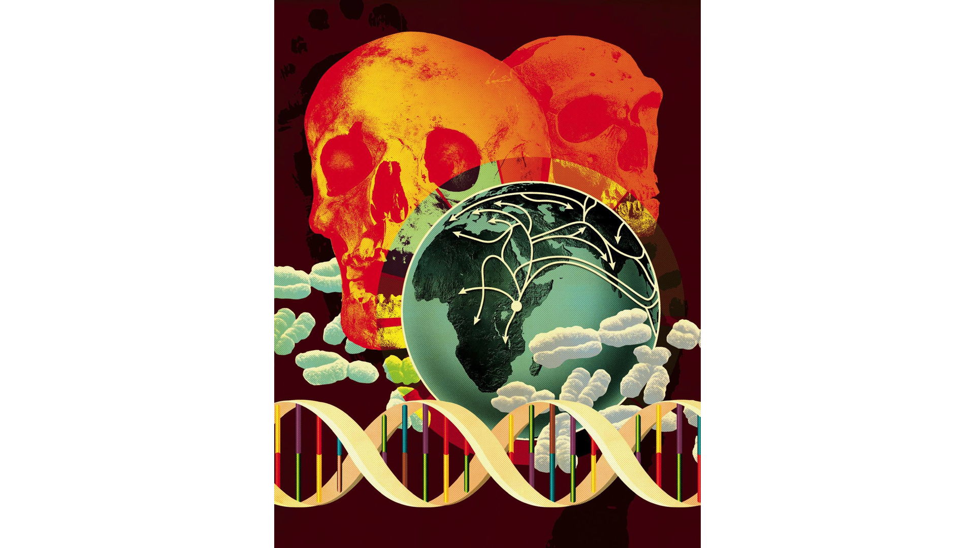 Illustration by Sean mccabe; Sources: Daniel Sambraus (human skull), Pascal Goetgheluck (Neandertal skull), Bi ophoto Associates (chromosomes) Photo Researchers, Inc.