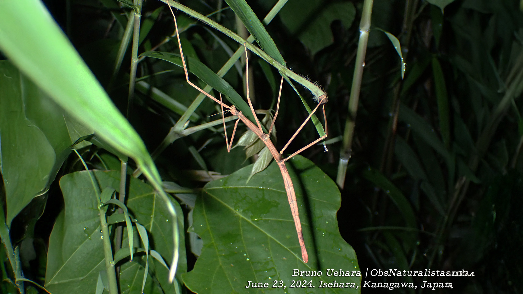 日本短肛竹節蟲（Ramulus mikado）｜影像來源：obsnat／iNaturalist