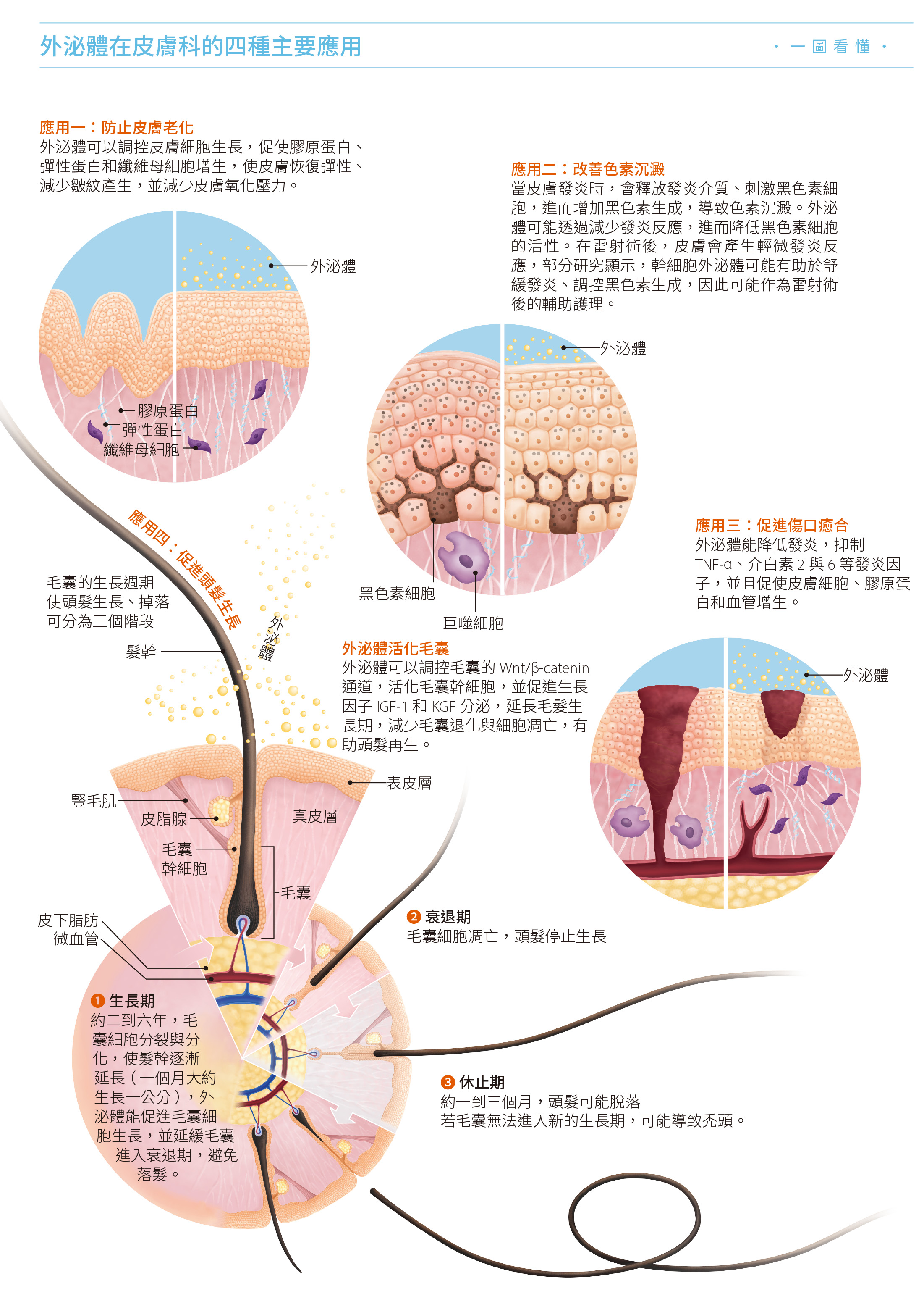 PROPHILO逆時針- 芮態診所, image size:2201x3123