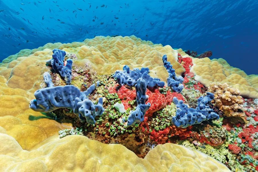 Many corals have creative ways to fight the dangers of warming seas. ｜imageBROKER.com GmbH & Co. KG/Alamy Stock Photo