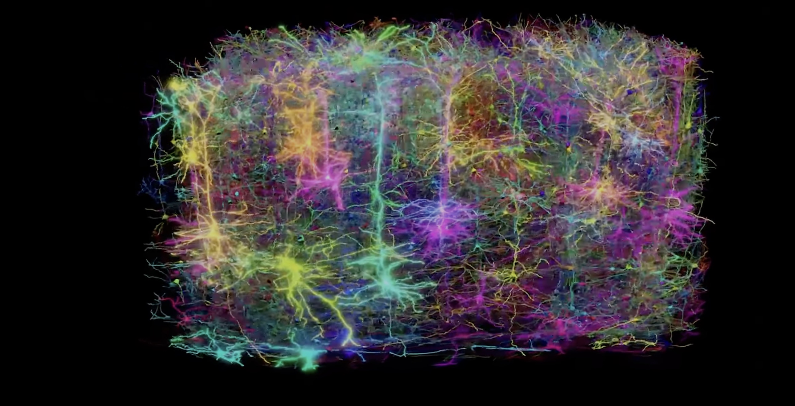小鼠大腦某個區域的神經圖譜｜影像來源： Allen Institute