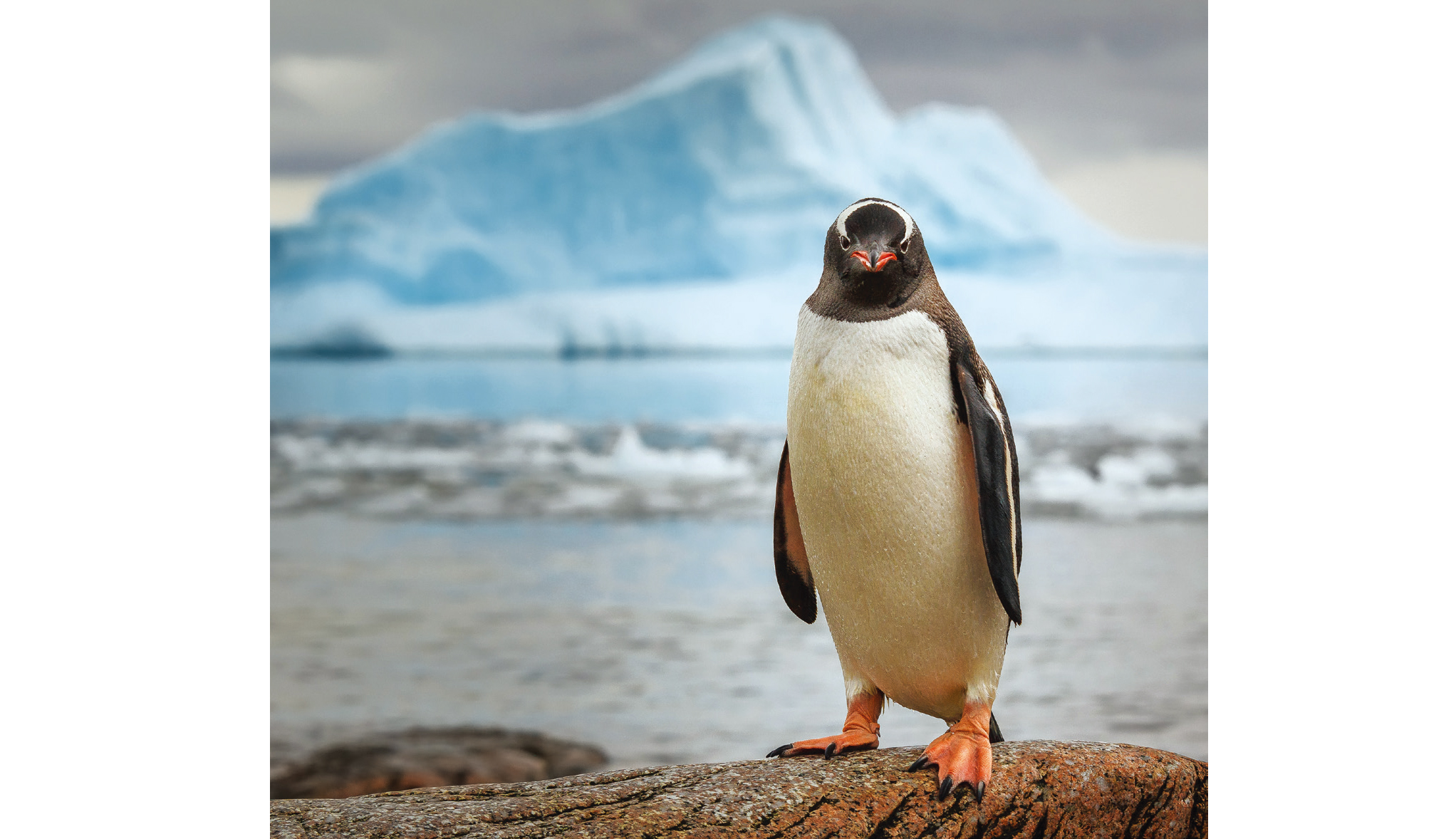 企鵝地圖學：巴布亞企鵝（gentoopenguin）分佈廣泛，是後續研究的理想目標。｜David Merron Photography/Getty Images