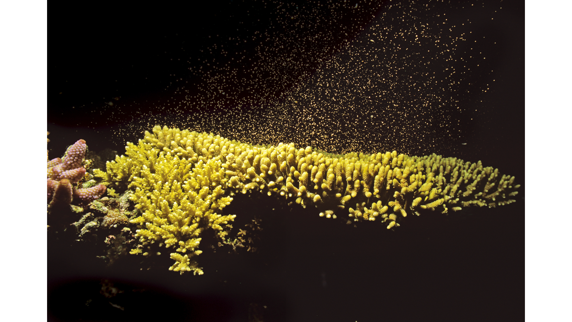 繁殖盛況：澳洲大堡礁的軸孔珊瑚（Acropora coral）釋出精子和卵子，在這片綿延數千公里的珊瑚礁中，珊瑚蟲每年夏季都會進行一次有性生殖。影像來源／GETTY IMAGES
