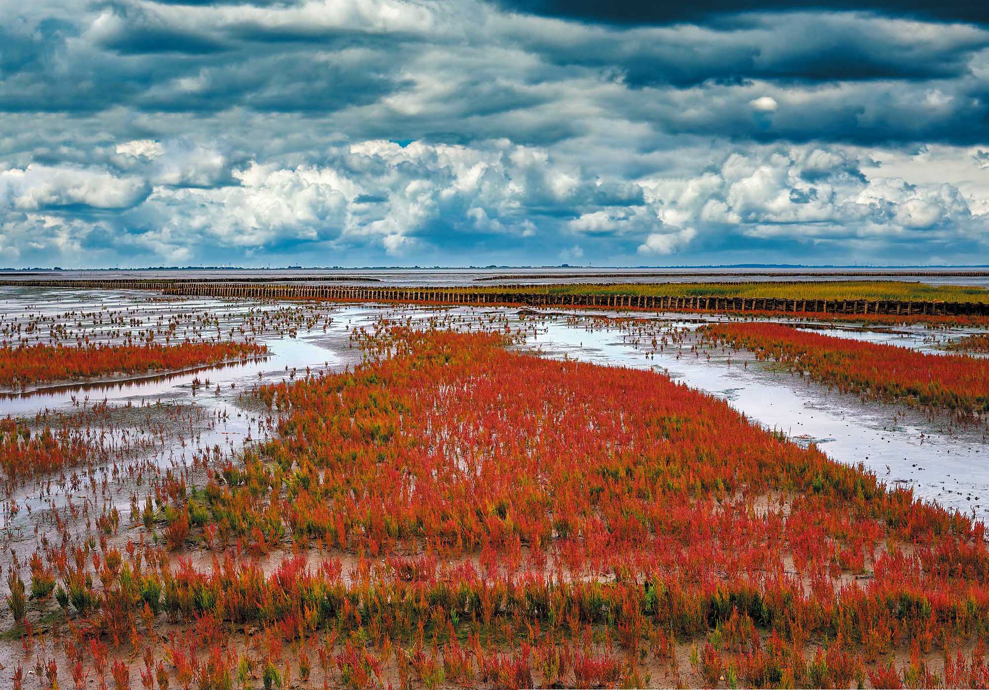 遍地開花：鹽角草是美味的鹽生植物，自然生長於北海沿岸，農民種植它當做食物。｜Peter Eckert/500px/Getty Images