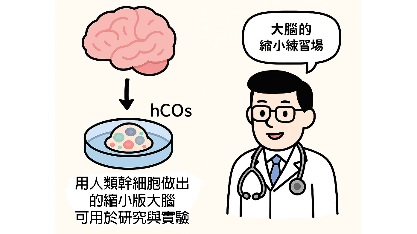 人類大腦類器官雖然不能用來思考，但該有的層次、細胞、互動機制都有縮小版。影像來源：DALL.E