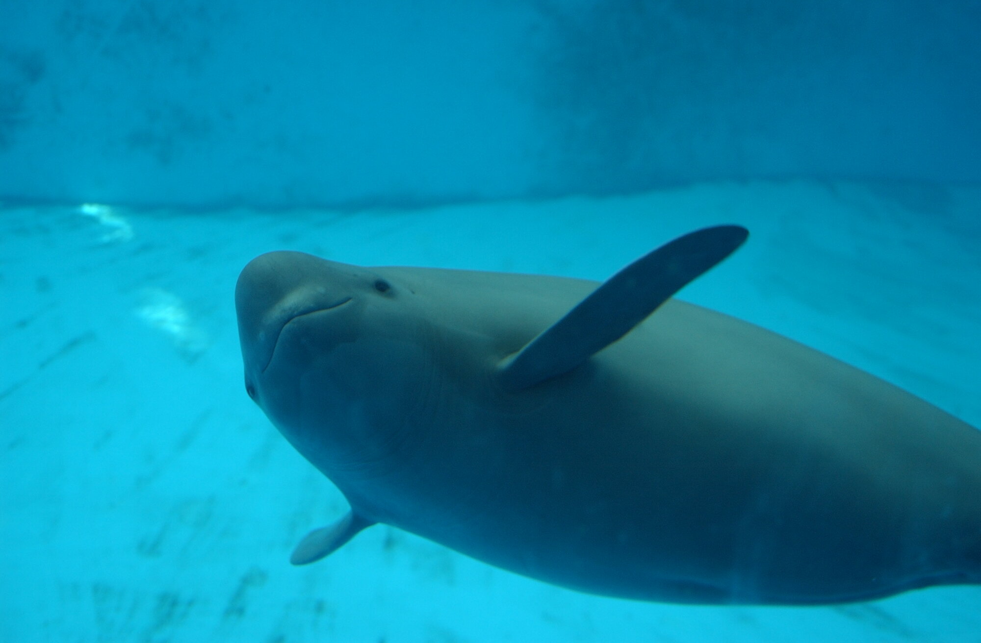 一隻飼養於中國科學院水生生物研究所水族館的長江江豚（照片來源：Wang Chaoqun）