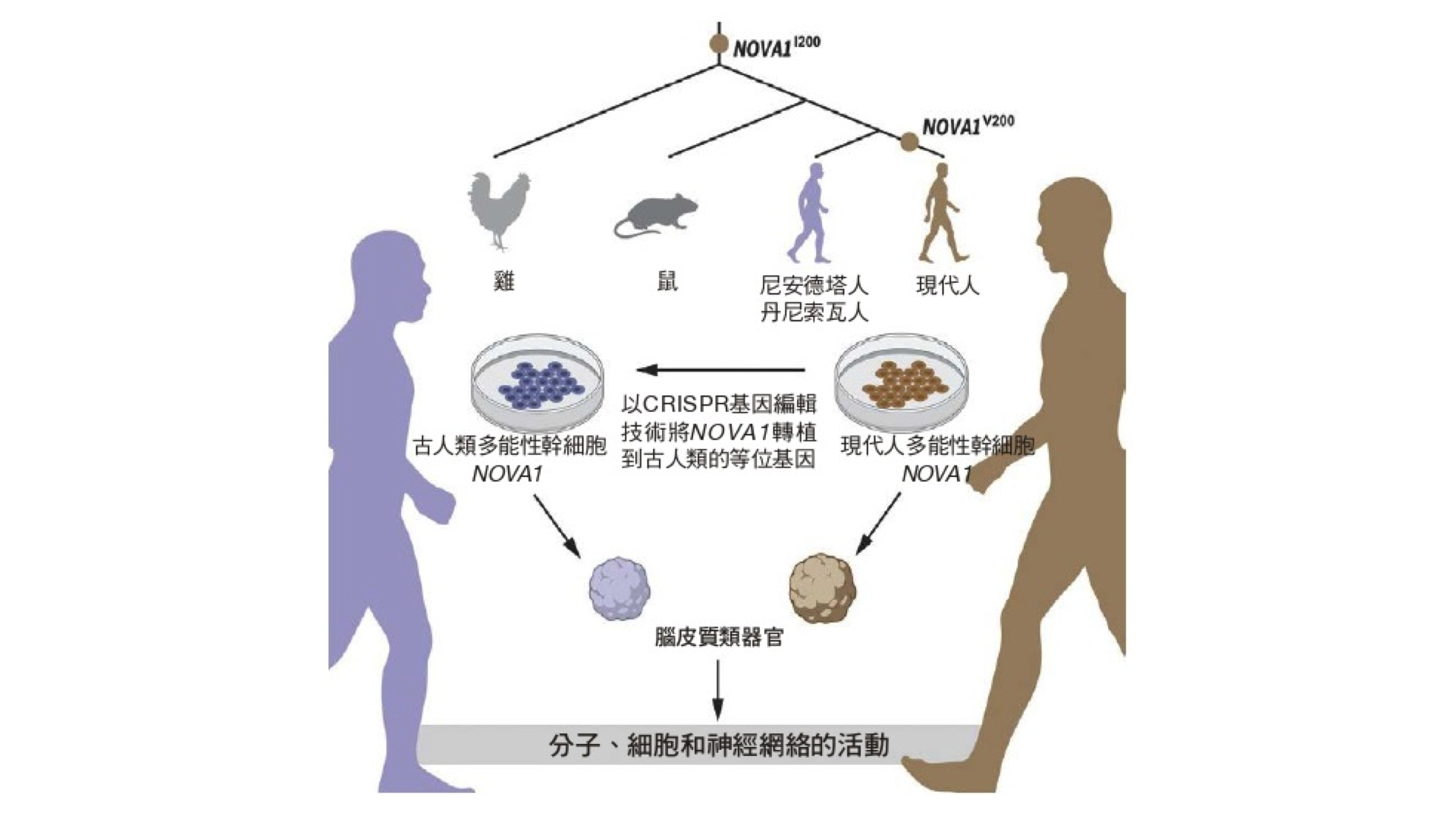 FROM "Reintroduction of the archaic variant of NOVA1 in cortical organoids alters neurodevelopment" BY CLEBER A. TRUJILLO ET AL., IN SCIENCE, VOL. 371, ISSUE 6530; FEBRUARY 12, 2021.