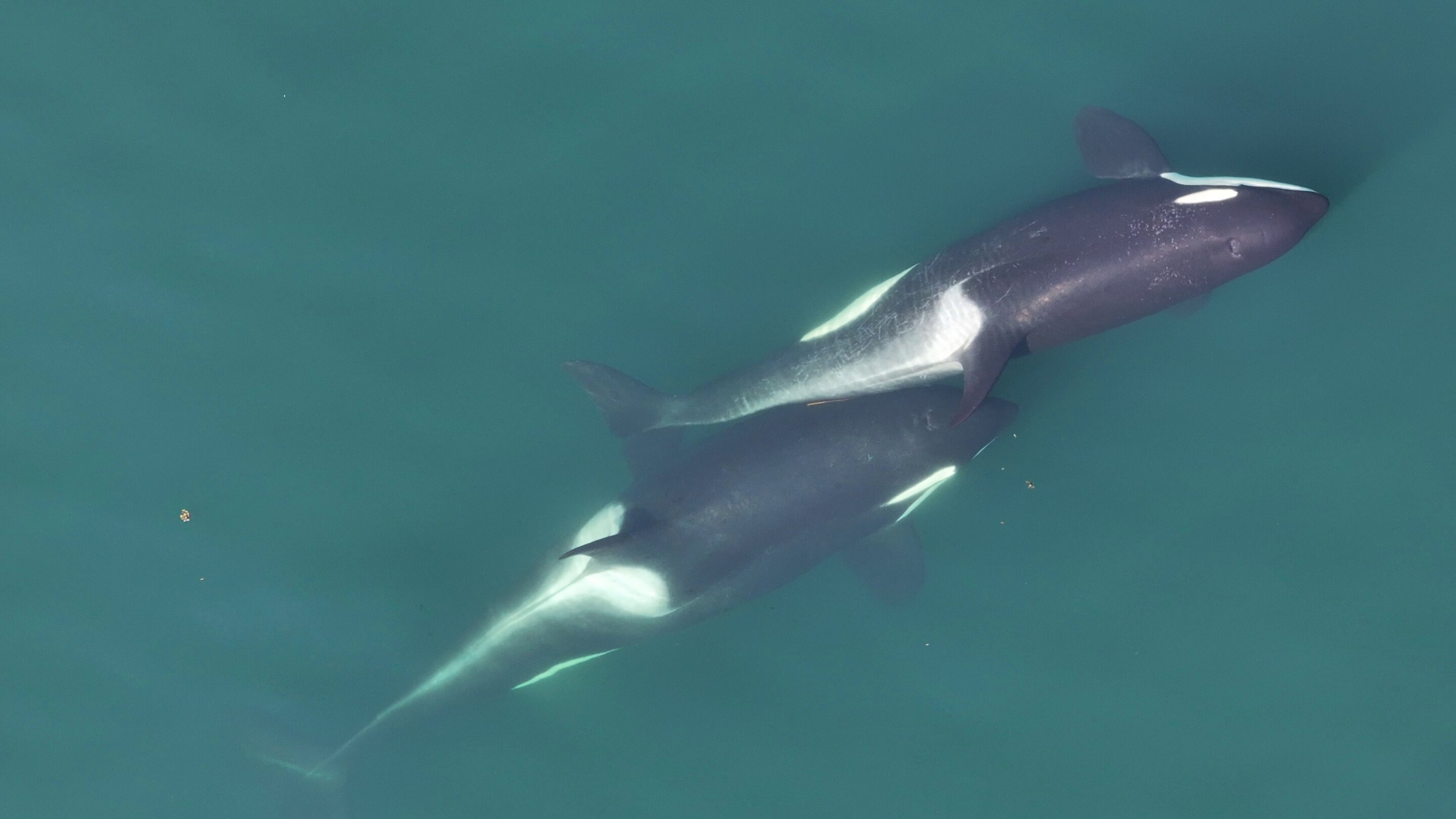 兩隻虎鯨正在進行 allokelping，牠們之間可見一小段海藻莖。圖片來源：Center for Whale Research