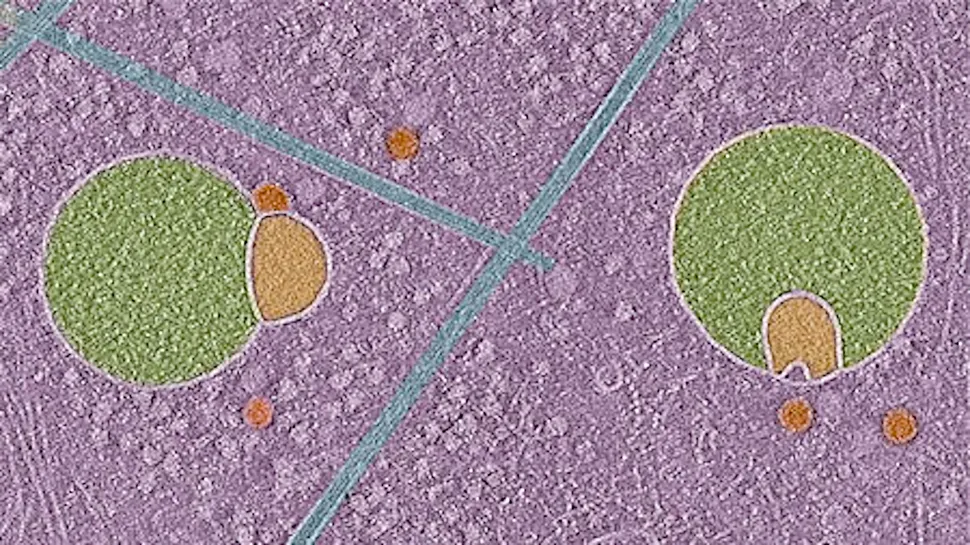 新發現的胞器半融合體（照片來源：Courtesy UVA Health）