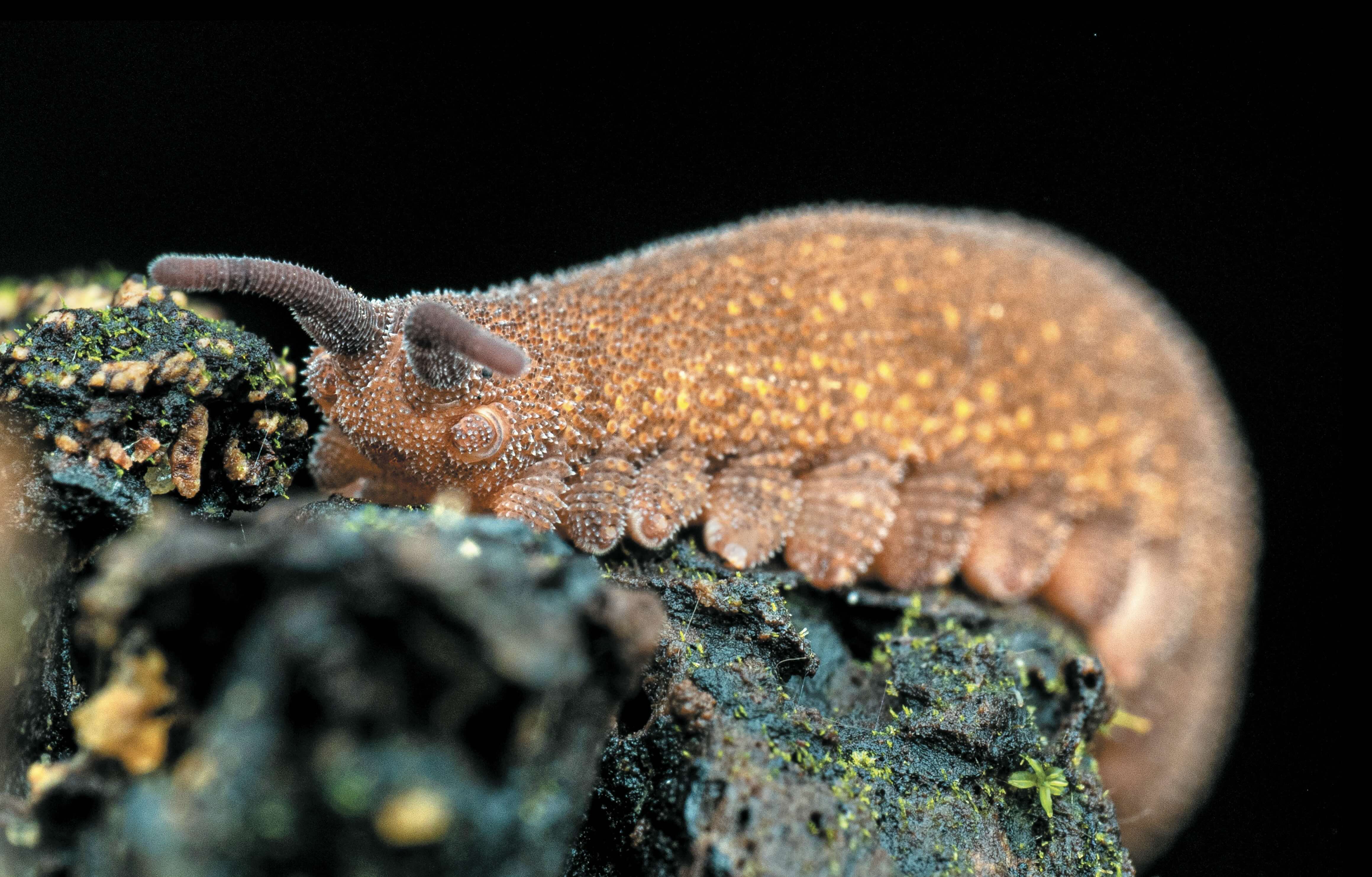 古怪行徑：天鵝絨蟲藉由「打噴嚏」般的動作，噴出帶有奇特性質的黏液。｜Nicky Bay