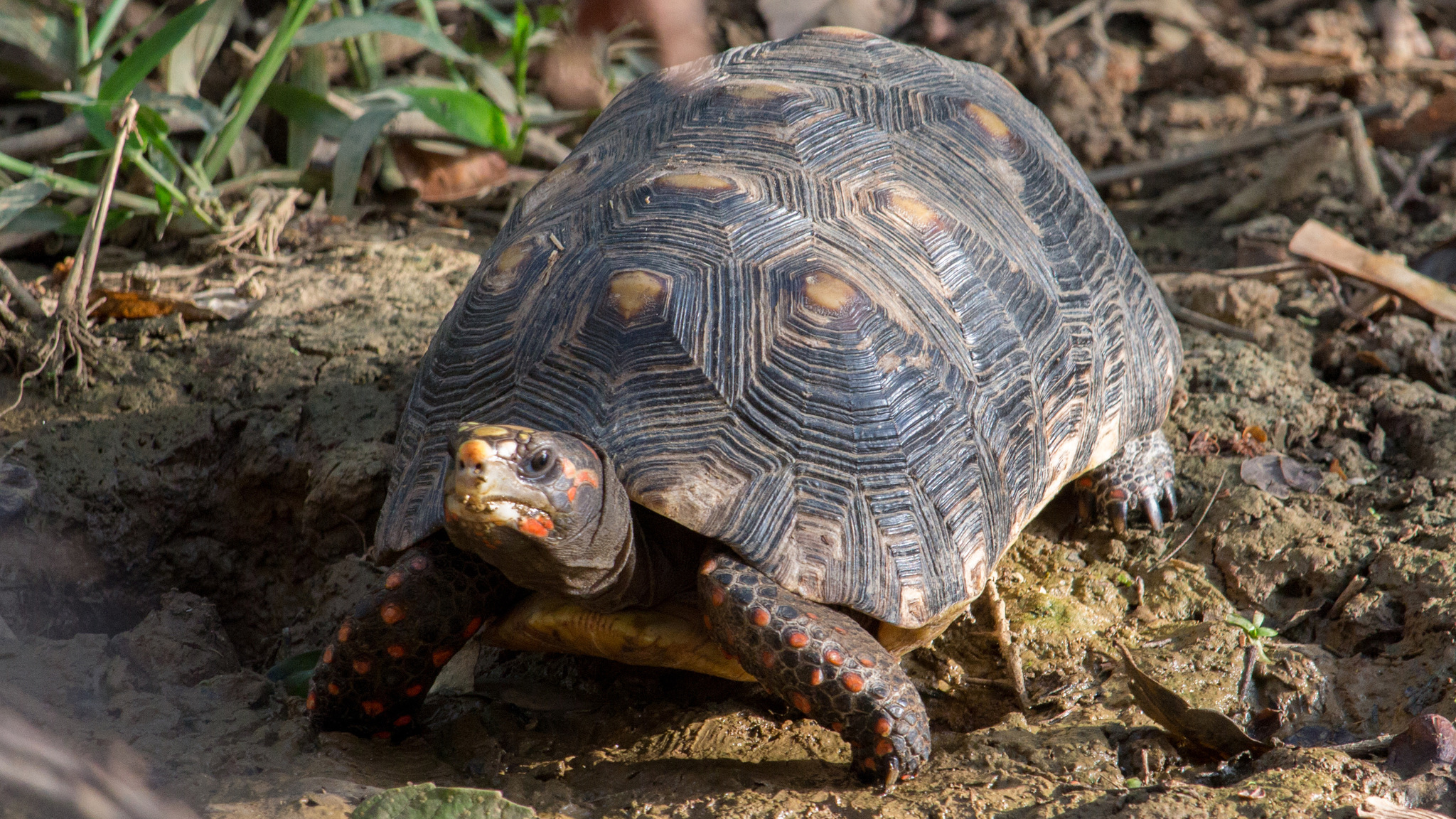 影像來源：© Oswaldo Hernández /iNaturalist