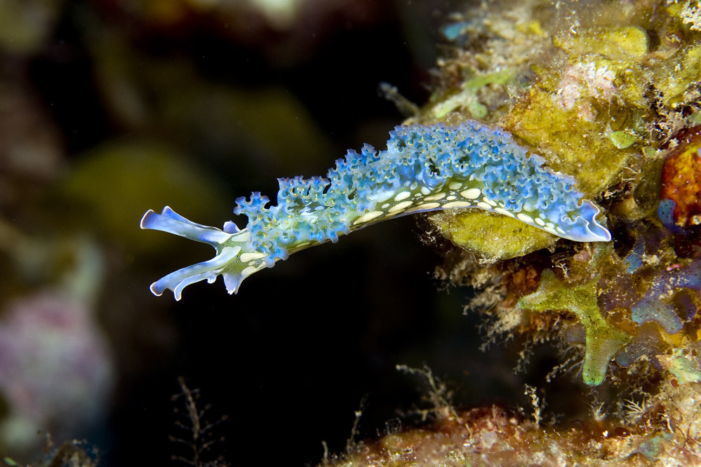 影像來源：© terence zahner / iNaturalist