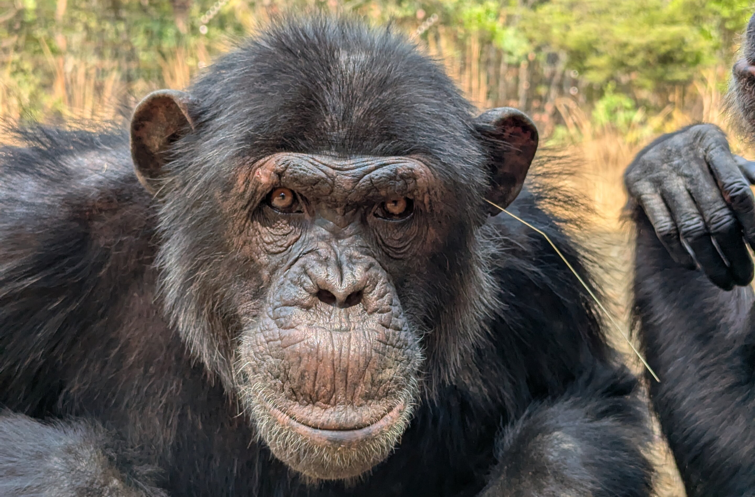 把草插在耳朵中的黑猩猩｜影像來源：Jake Brooker/Chimfunshi Wildlife Orphanage Trust