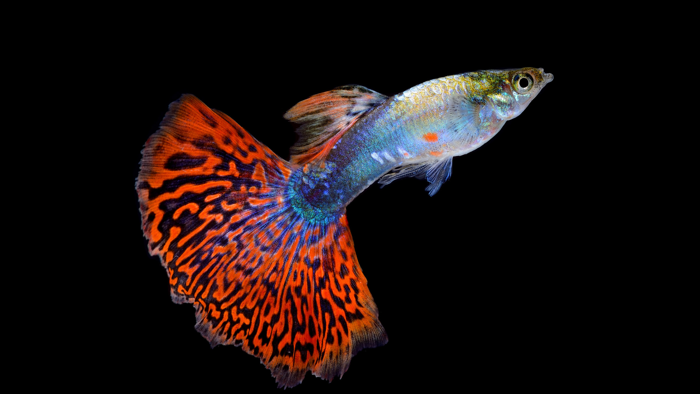 圖片來源：freepik