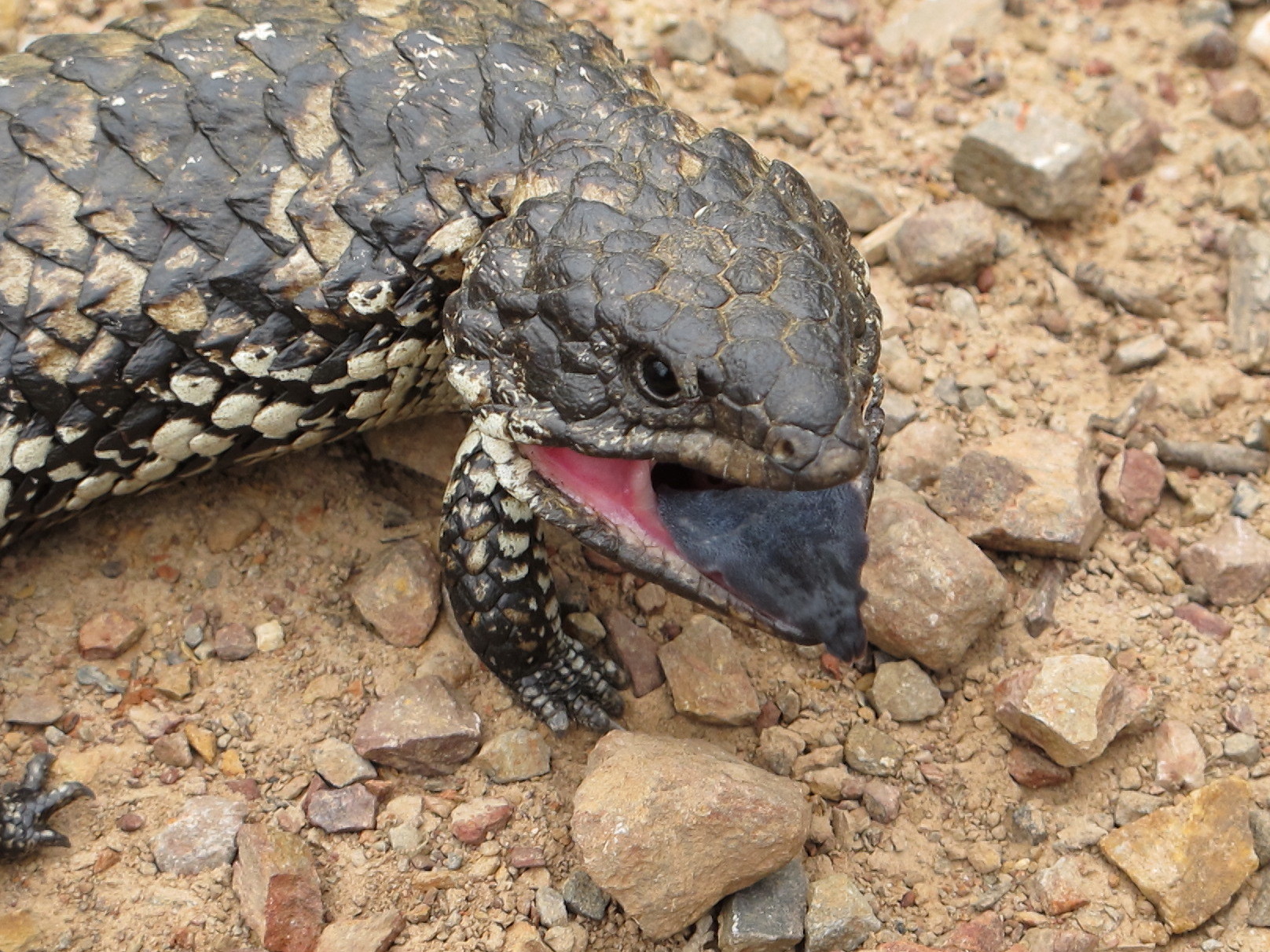 圖片來源：Nathan Johnson/flickr