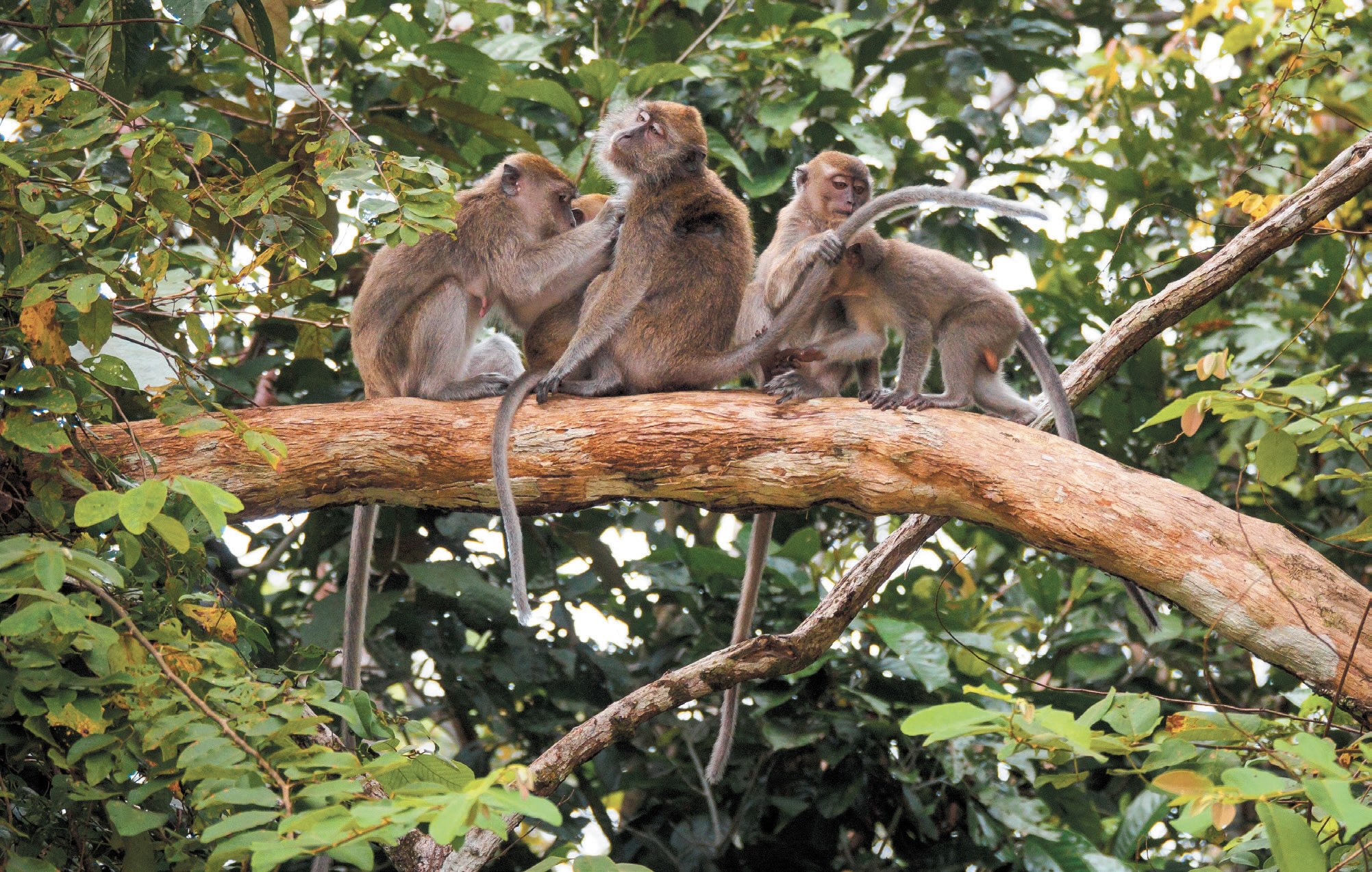 獼猴｜Whitworth Images/Getty Images