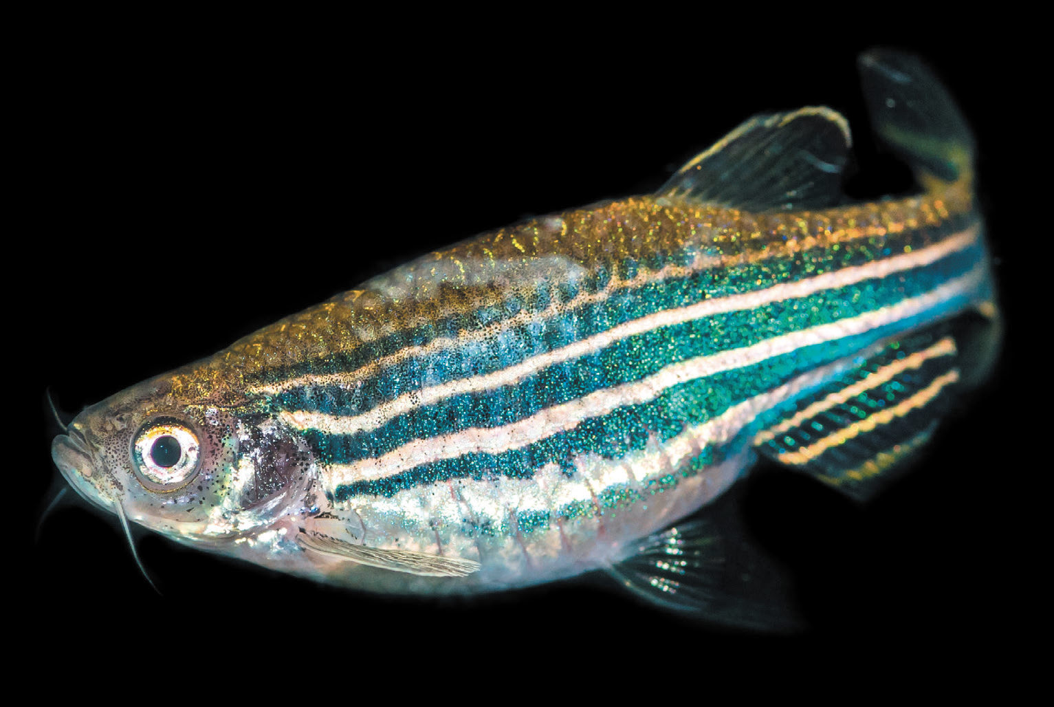 Ian Grainger/Alamy Stock Photo