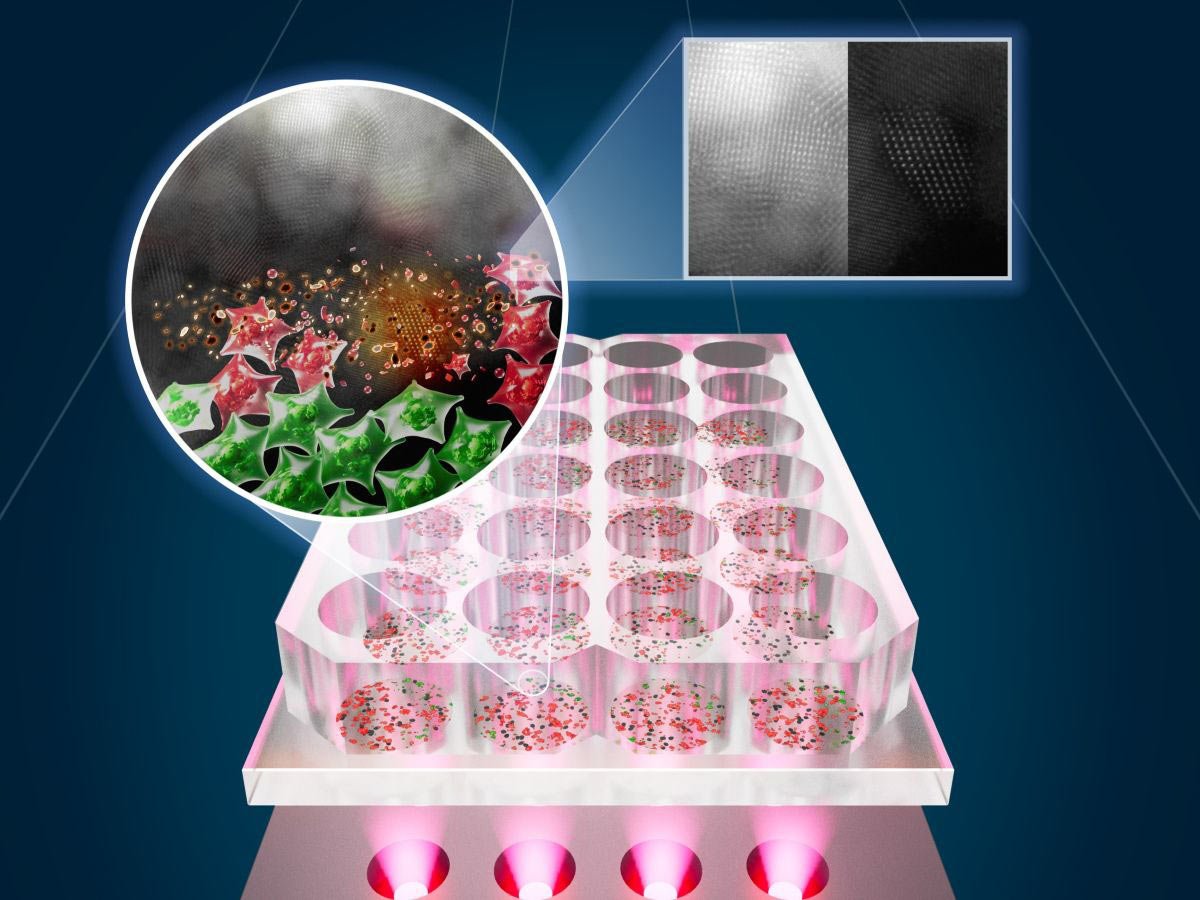 特製的近紅外線LED加熱系統啟動了SnOx奈米薄片，加熱並中和癌細胞（綠色：活細胞；紅色：被光熱療法殺死的細胞）。（圖片來源：德州大學奧斯汀分校）