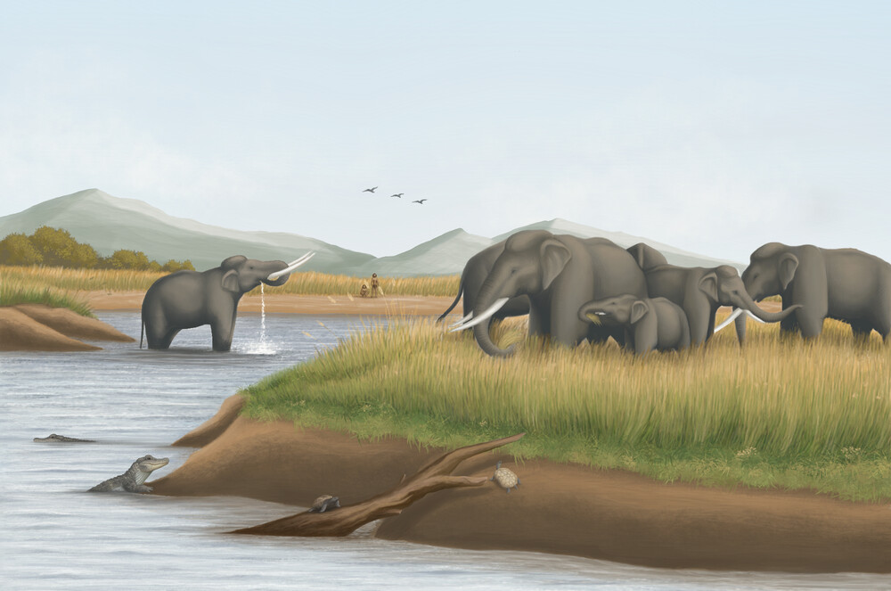 （圖片來源：Biswas, D. S., et al. 2025.Royal Society Open Science .Illustrated by D.S.B.）