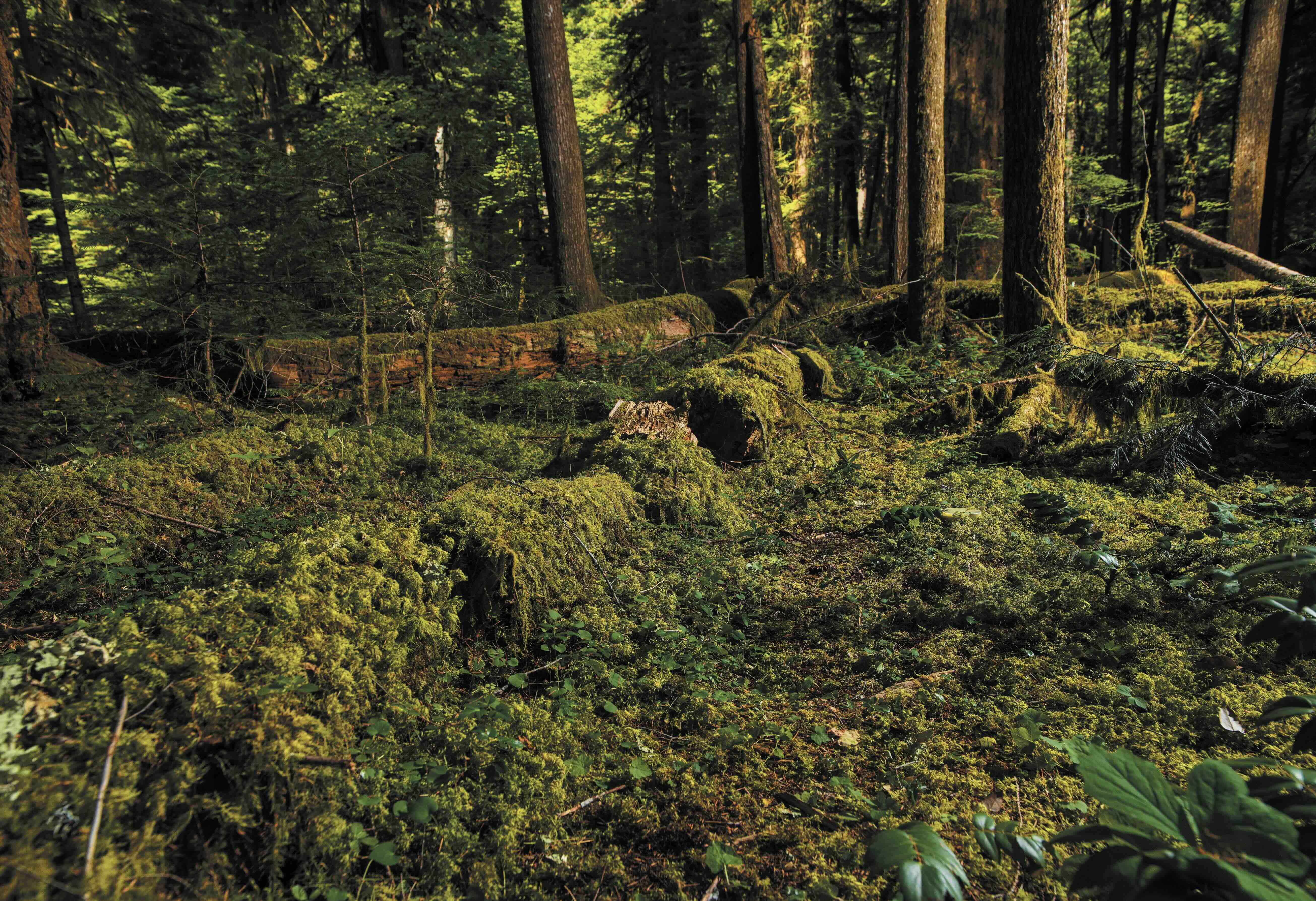 蓊鬱林地：美國俄勒岡州安德魯斯實驗林的三號試驗點，倒下的枯木長滿了綠色苔蘚。這裡是一項預計持續追蹤長達200年樹木腐爛研究的其中一處站點，目前已進行了40年。｜攝影／甘恩（Chris Gunn）