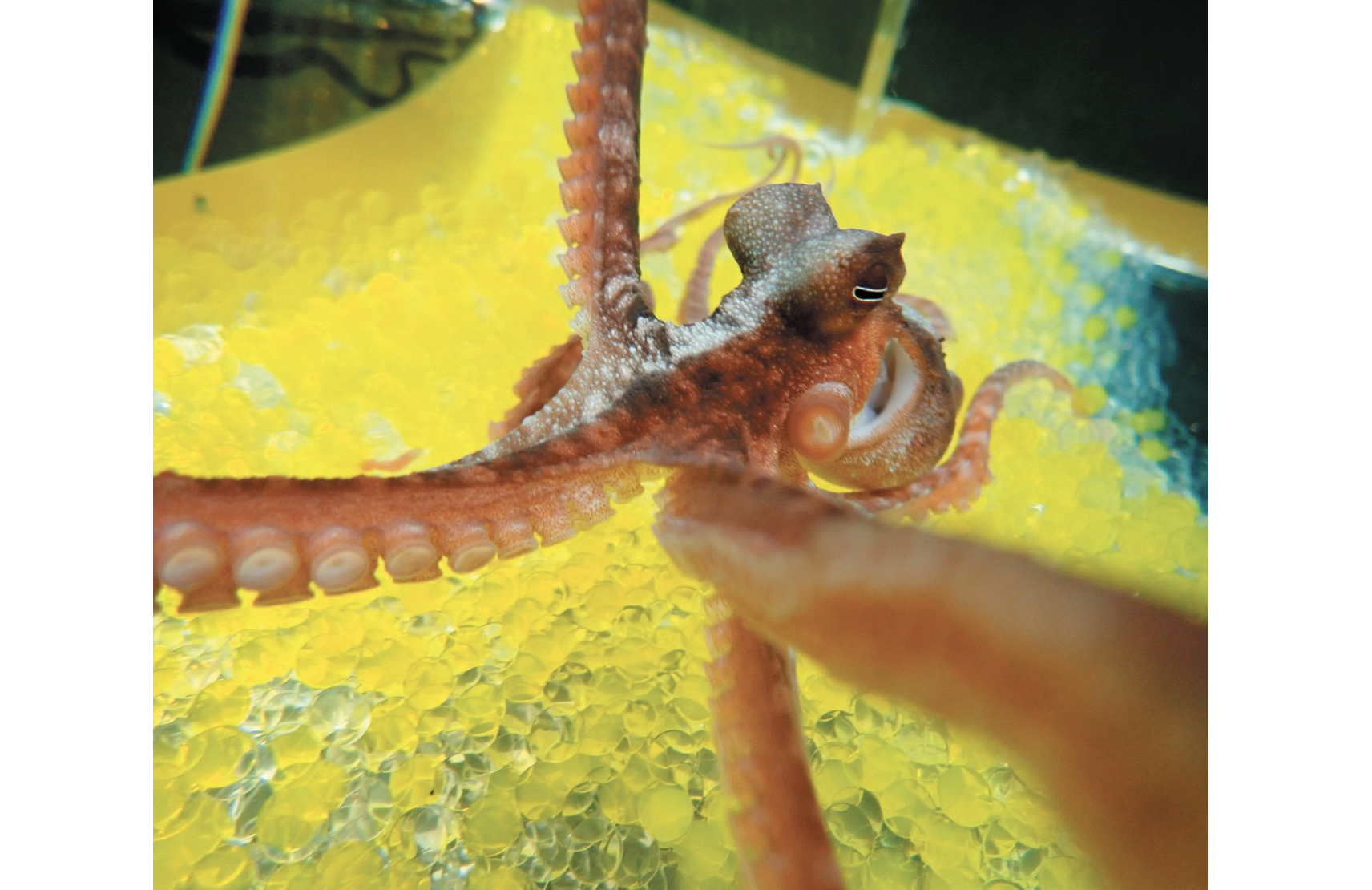 以假亂真：等待進行「橡膠手臂」測試的章魚。｜Sumire Kawashima