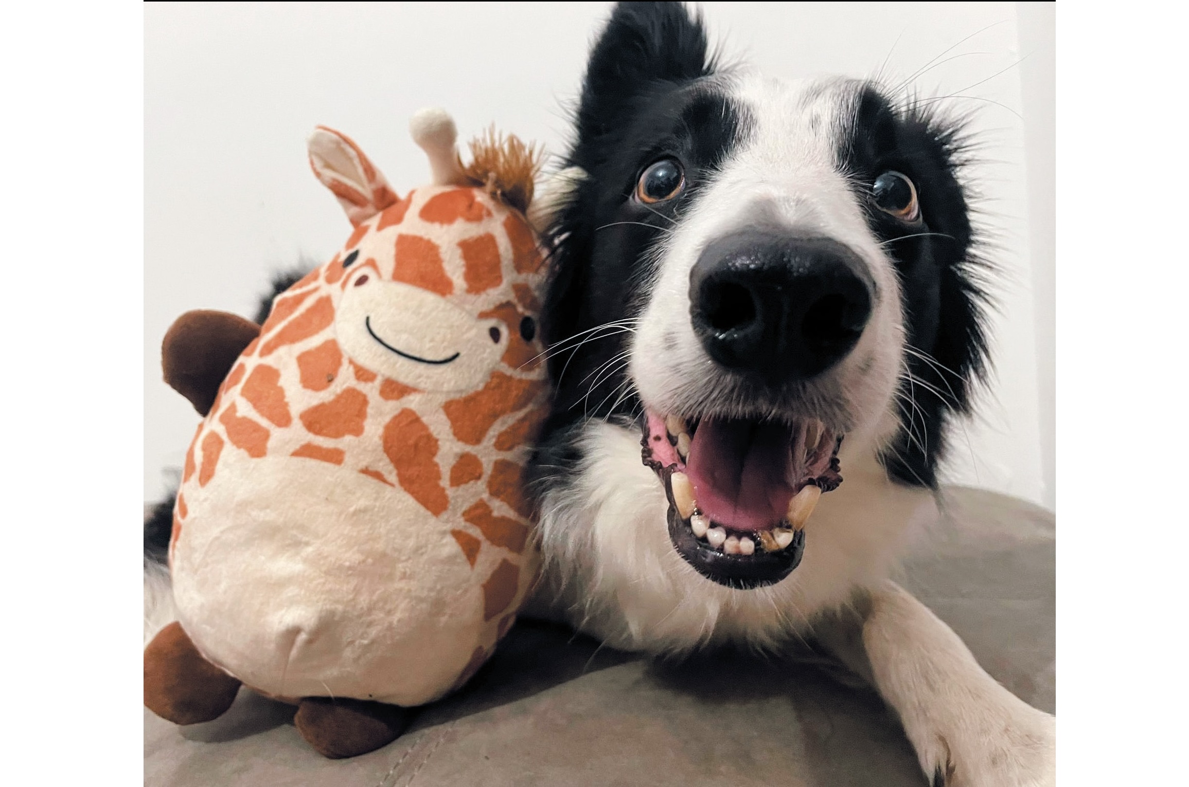 身懷絕技：邊境牧羊犬艾莉雅（Arya）記得許多詞彙。｜Simone Avezza