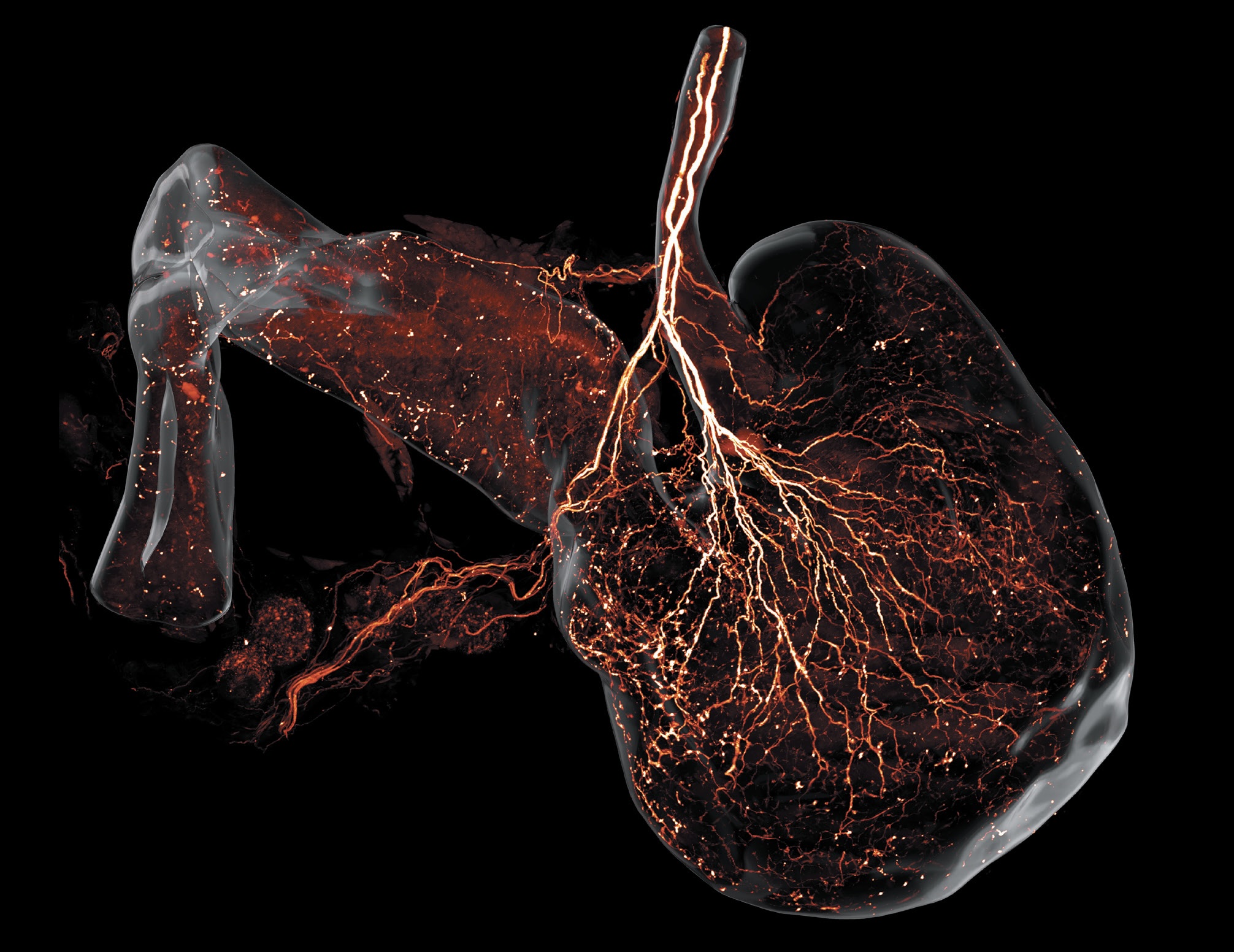 From "High-Speed Mapping of Whole-Mouse Peripheral Nerves at Subcellular Resolution," by Guo-Qiang Bi et al., inCell, Vol. 188, No. 14; July 10, 2025