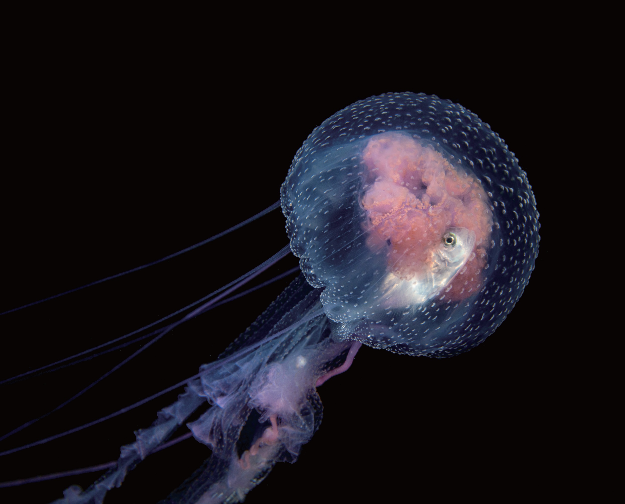 鄭德慶／攝影工作者