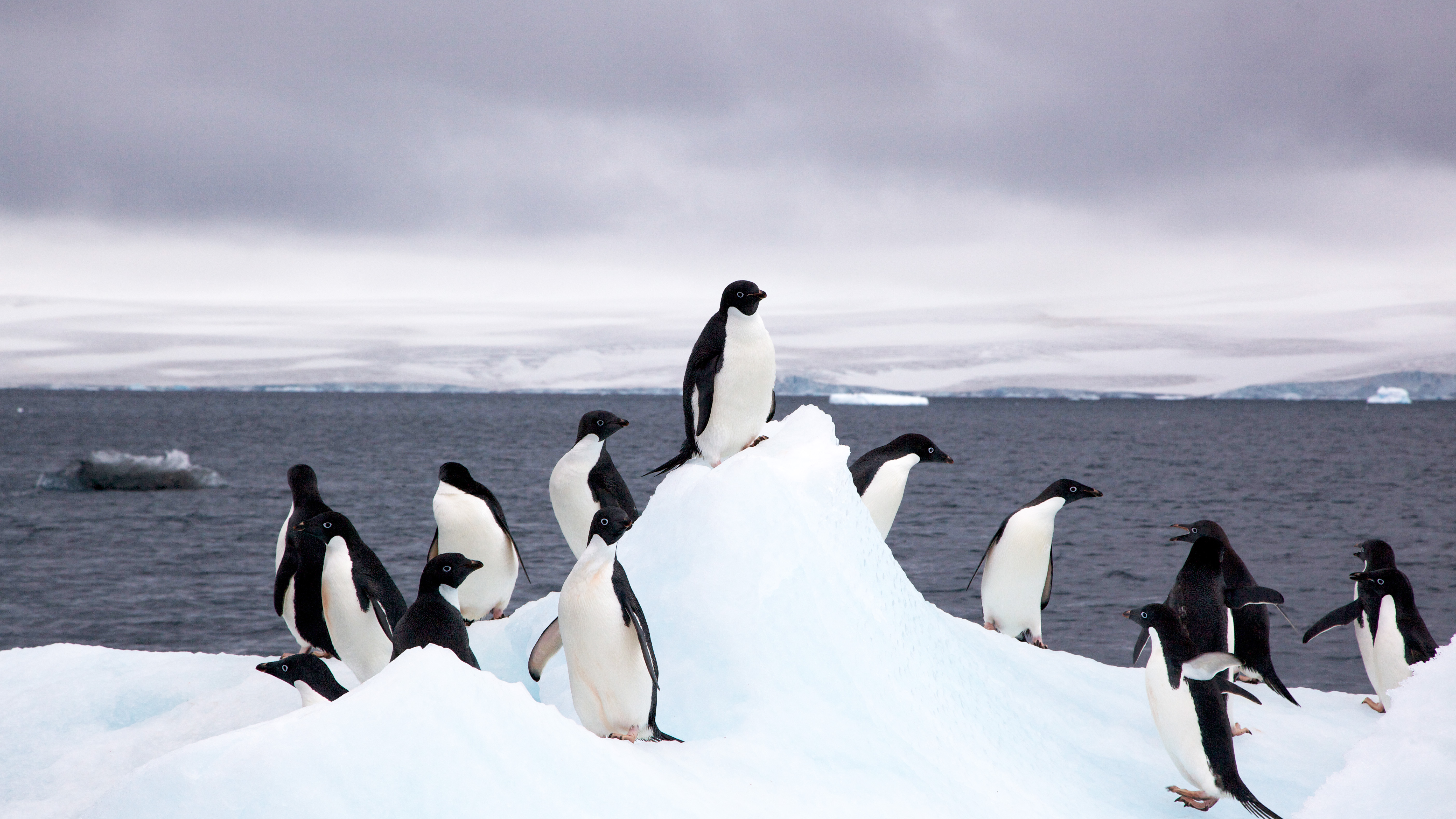 阿德利企鵝腳下的南極大陸，究竟長什麼樣子？科學家有最新的模擬！影像來源：Jason Auch, Wikipedia
