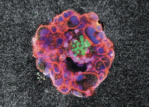 Institute for Bioengineering of Catalonia (IBEC)