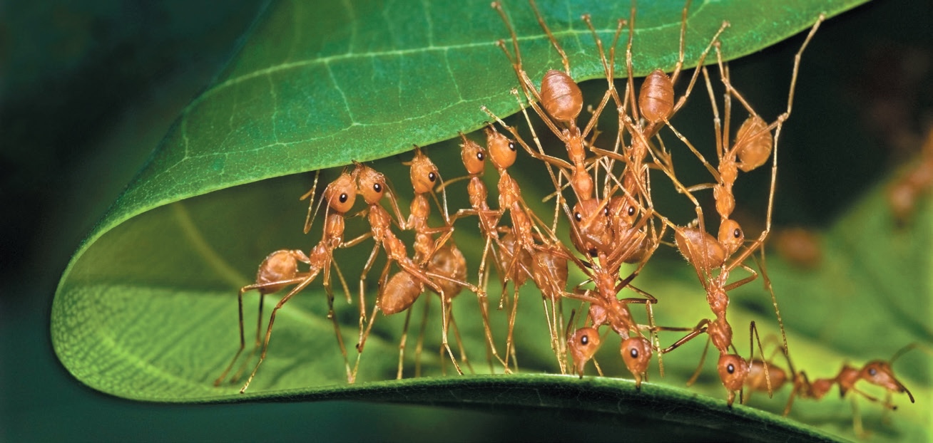 imageBROKER.com/Alamy Stock Photo