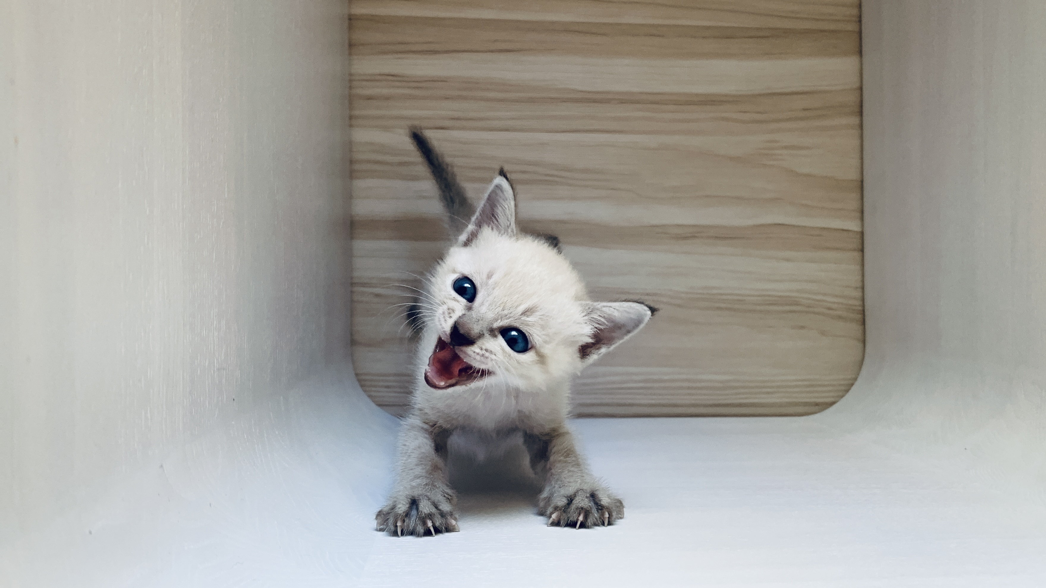 圖片由袁珮閎提供