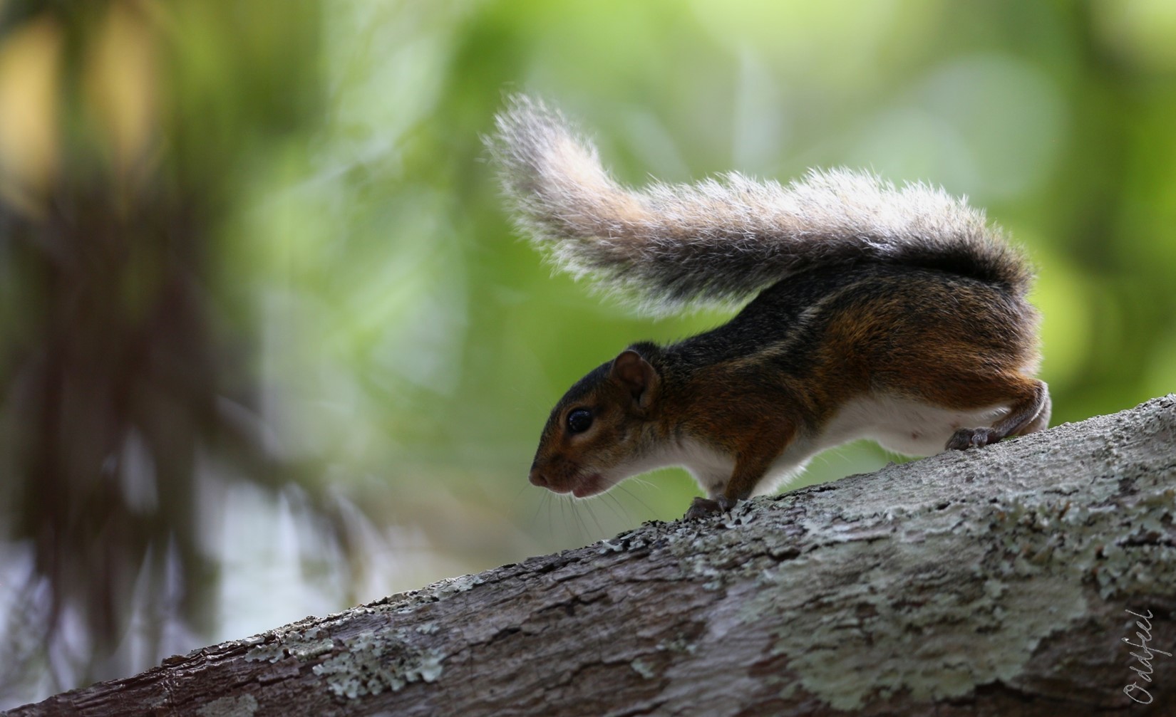 照片來源：Oddfeel@wiki