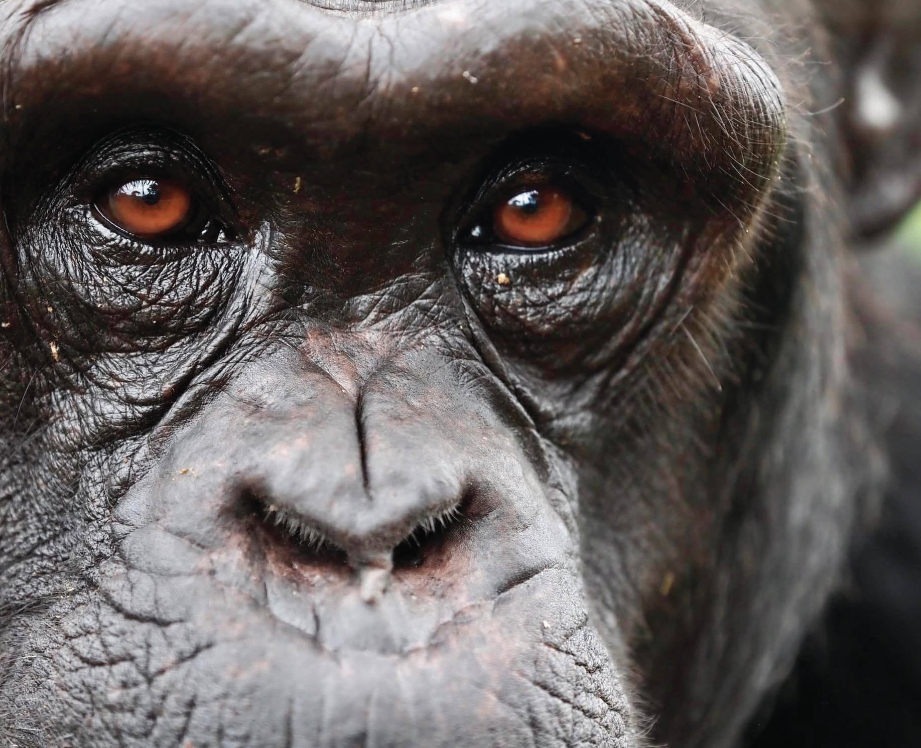 Innocent Ampeire/Ngamba Island Chimpanzee Sanctuary